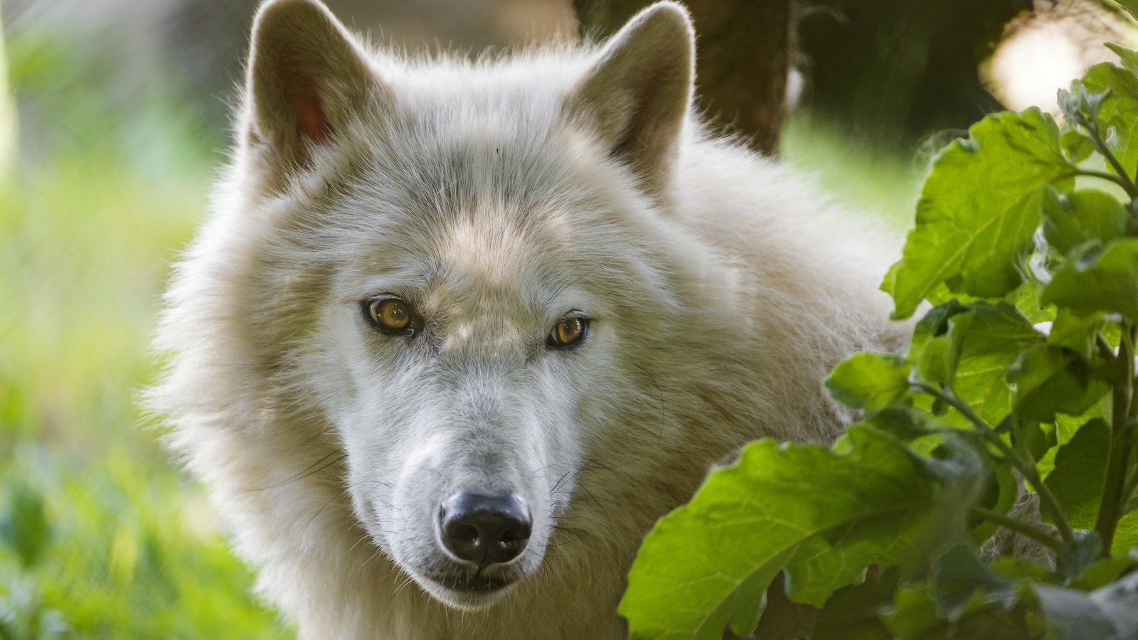 Обои морда, взгляд, белый, волк, ©tambako the jaguar, арктический волк, face, look, white, wolf, arctic wolf разрешение 2880x1917 Загрузить