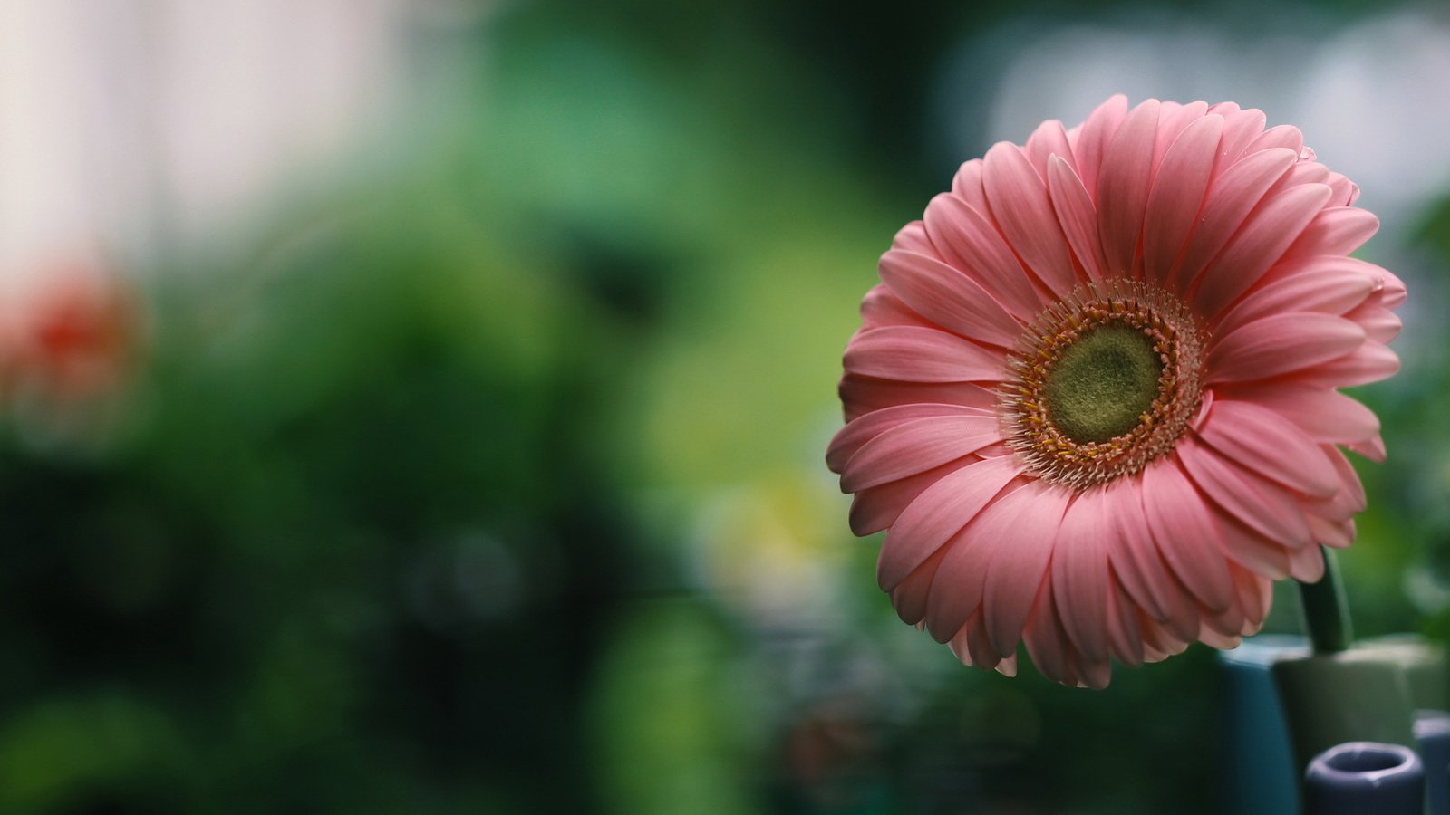 Обои природа, макро, цветок, лепестки, гербера, nature, macro, flower, petals, gerbera разрешение 2047x1261 Загрузить