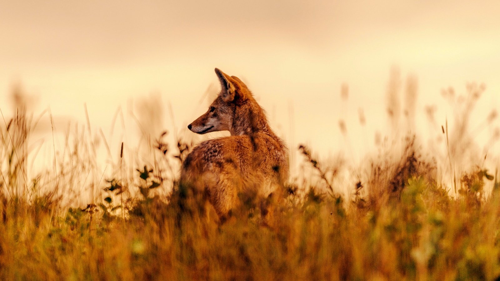 Обои трава, поле, лиса, животное, grass, field, fox, animal разрешение 2048x1367 Загрузить