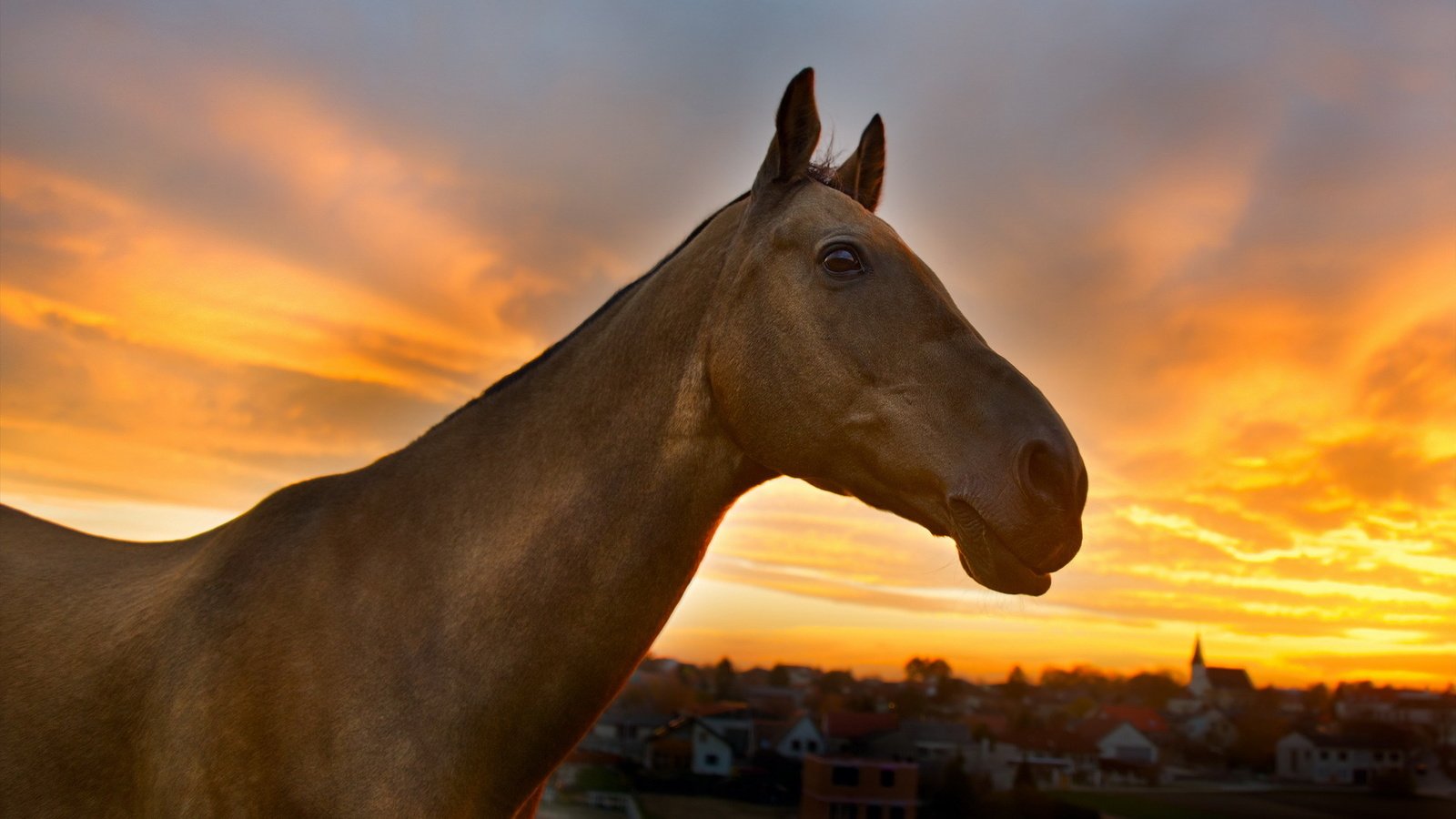 Обои природа, закат, конь, nature, sunset, horse разрешение 1920x1200 Загрузить