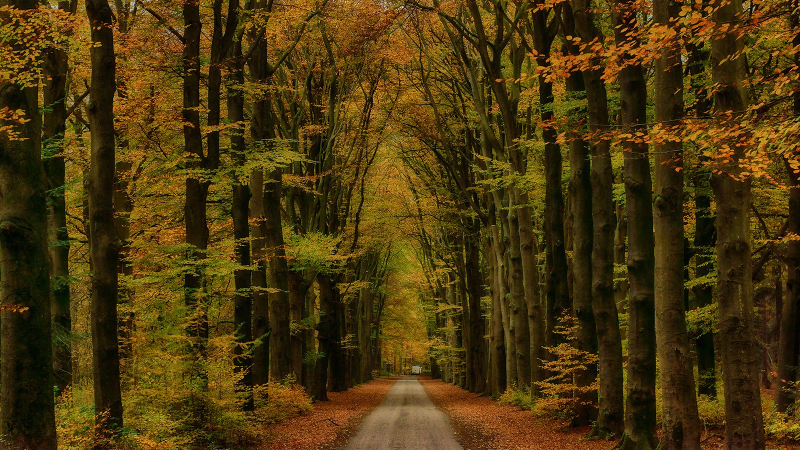 Обои дорога, деревья, лес, пейзаж, осень, road, trees, forest, landscape, autumn разрешение 2500x1667 Загрузить