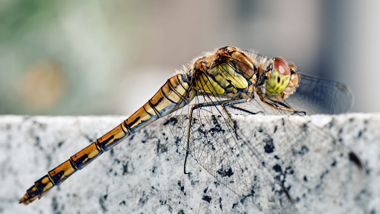 Обои насекомое, крылья, камень, ноги, стрекоза, мрамор, гранит, голова, insect, wings, stone, feet, dragonfly, marble, granite, head разрешение 3840x2128 Загрузить