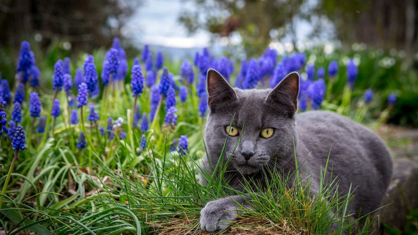 Обои глаза, цветы, трава, кот, eyes, flowers, grass, cat разрешение 2880x2057 Загрузить