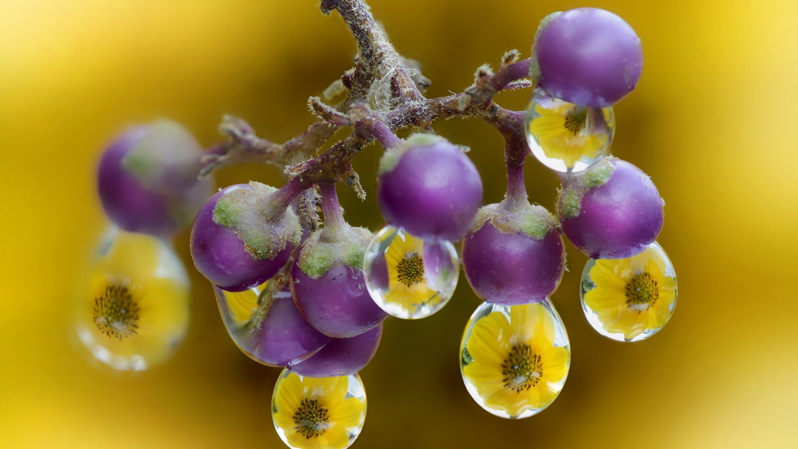 Обои цветы, природа, макро, отражение, фон, капли, ягоды, flowers, nature, macro, reflection, background, drops, berries разрешение 1920x1200 Загрузить