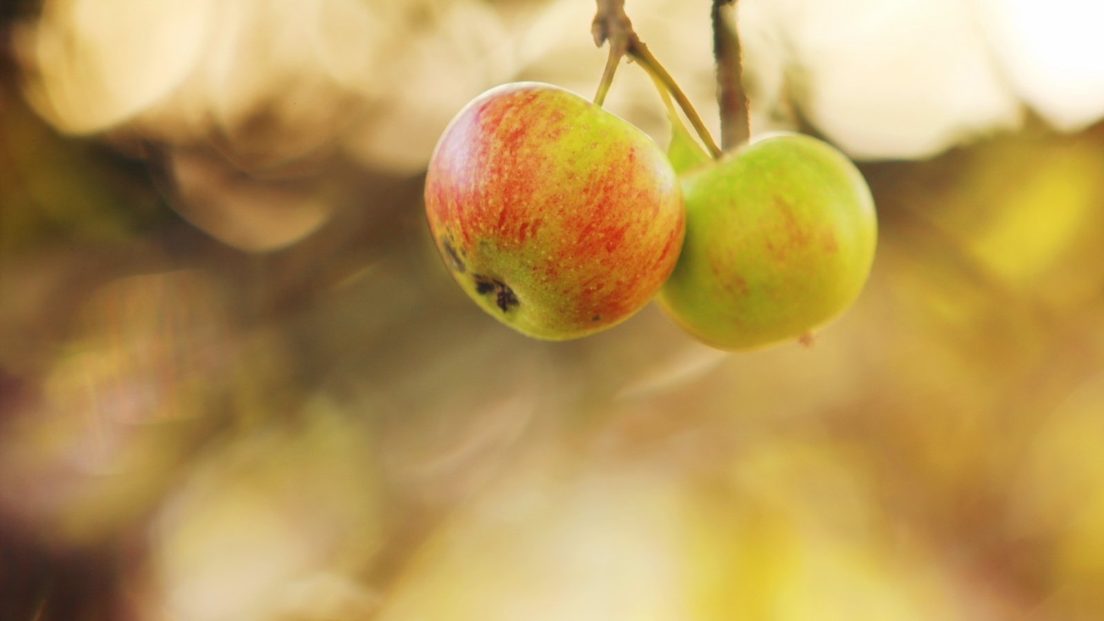 Обои природа, яблоки, осень, nature, apples, autumn разрешение 2560x1707 Загрузить