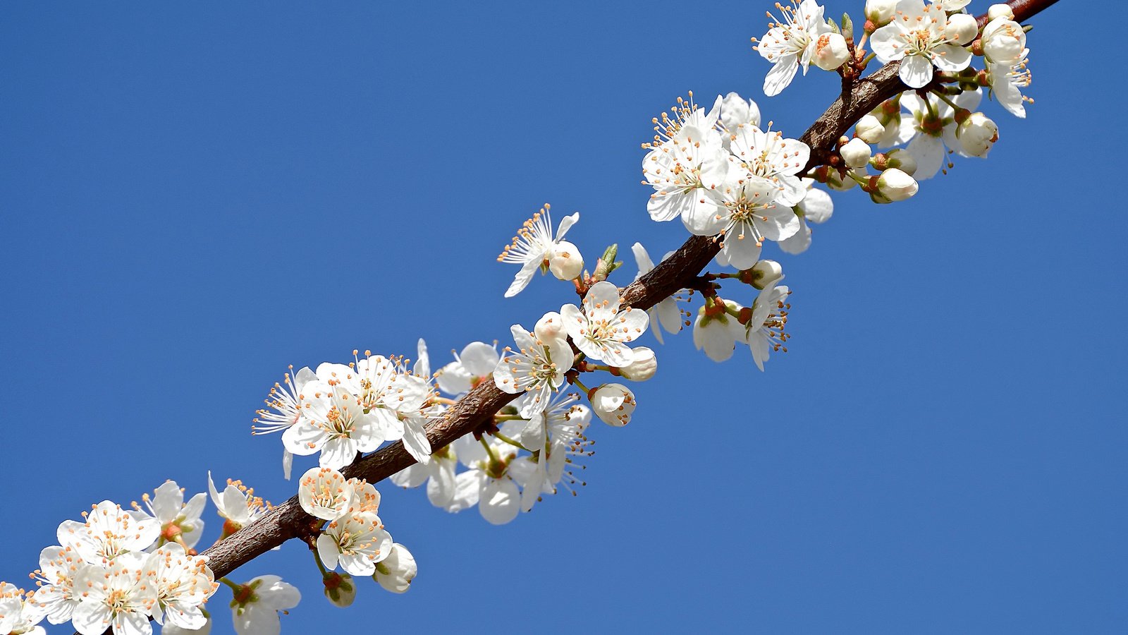 Обои небо, ветка, лепестки, сад, весна, the sky, branch, petals, garden, spring разрешение 2048x1365 Загрузить