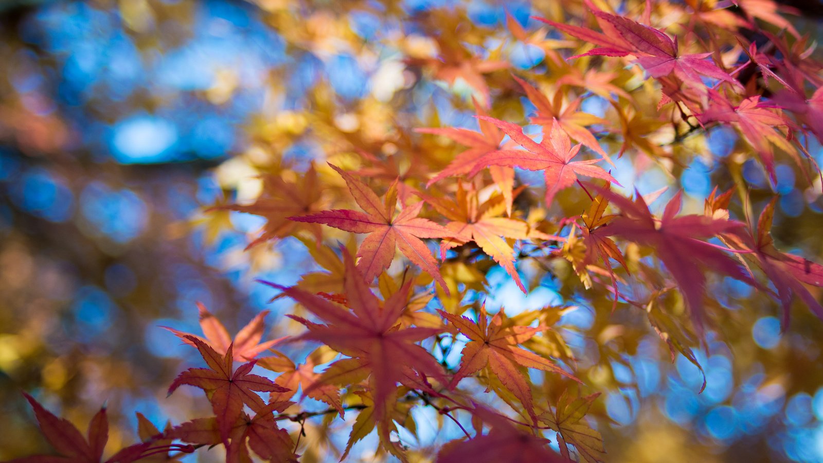 Обои небо, листья, макро, ветки, осень, клен, the sky, leaves, macro, branches, autumn, maple разрешение 2048x1356 Загрузить