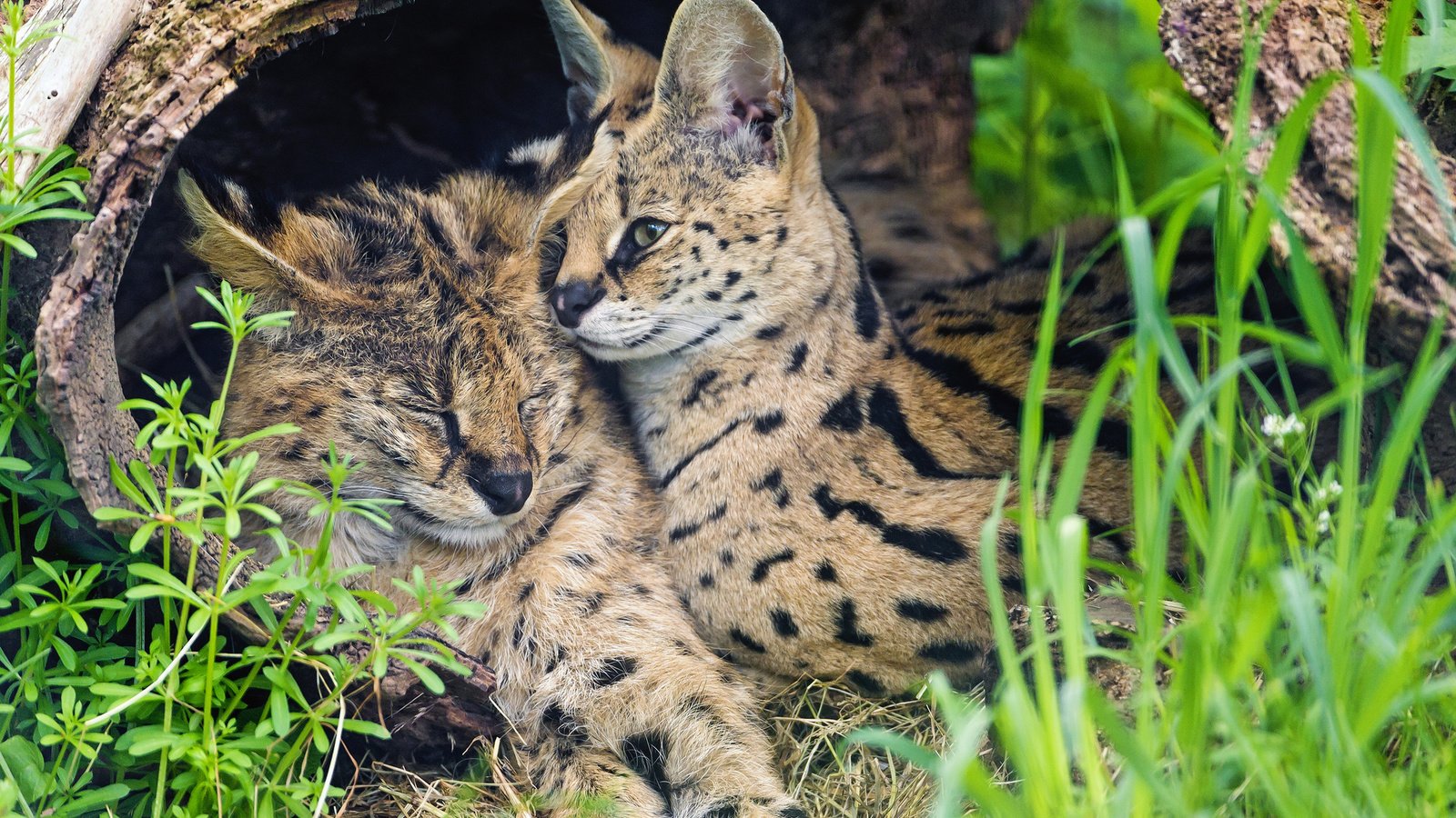 Обои трава, пара, кошки, сервал, ©tambako the jaguar, grass, pair, cats, serval разрешение 2048x1639 Загрузить