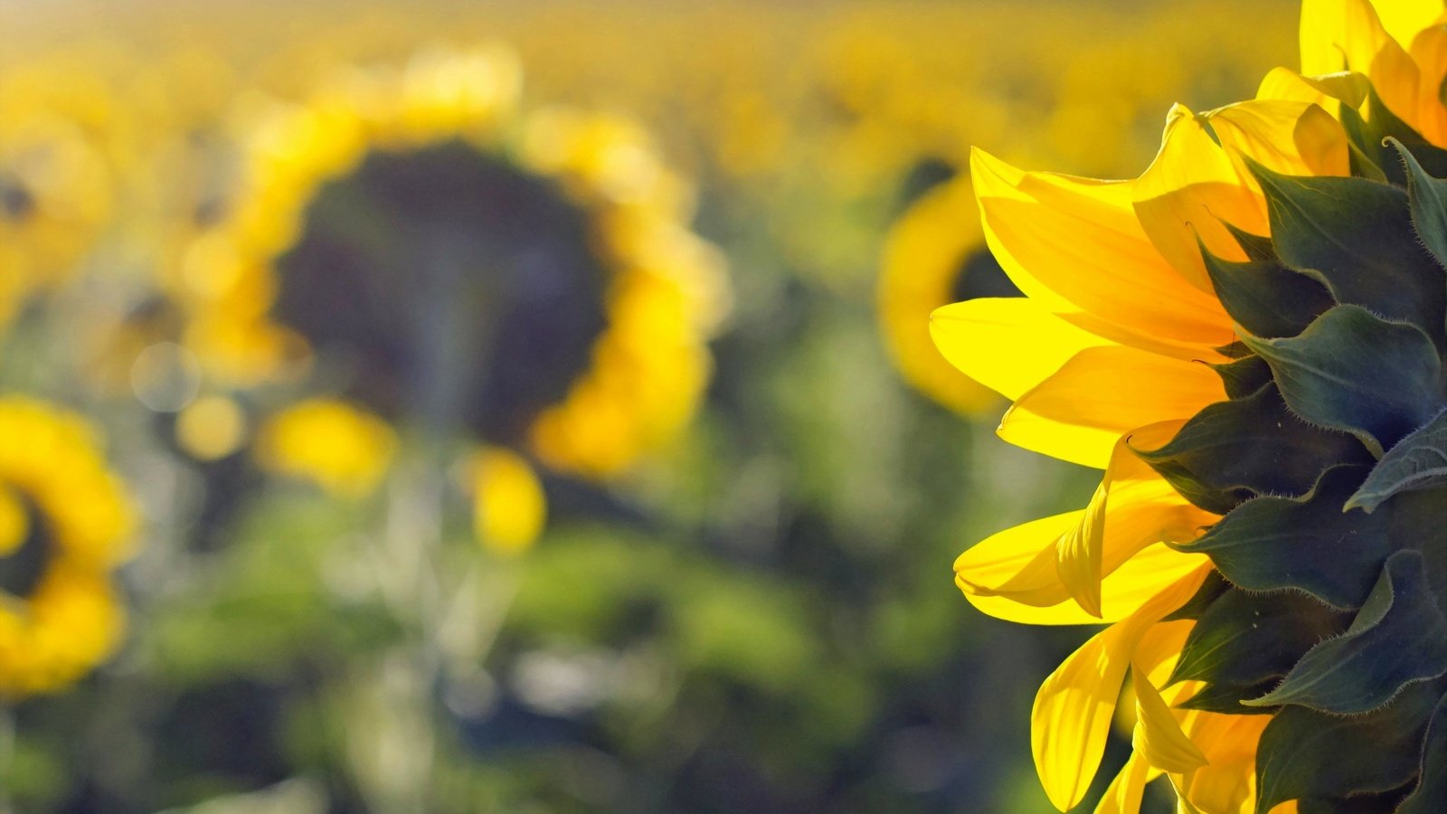 Обои природа, поле, лето, подсолнухи, nature, field, summer, sunflowers разрешение 2047x1312 Загрузить