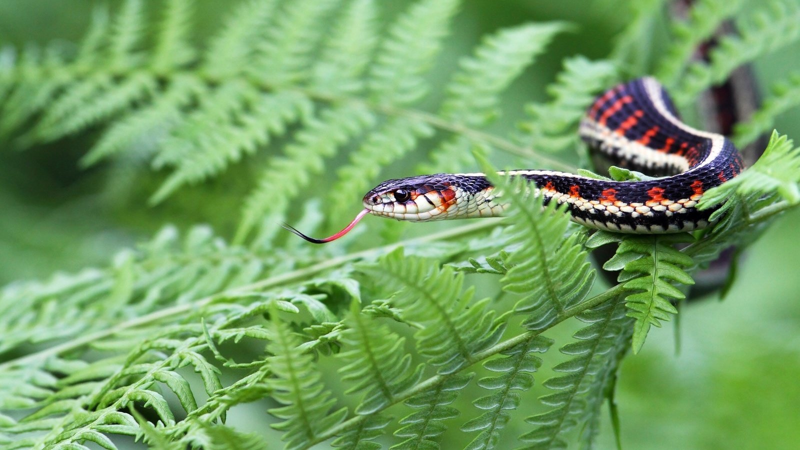 Обои уж, змея, растение, папоротник, рептилия, пресмыкающиеся, жало, so, snake, plant, fern, reptile, reptiles, sting разрешение 2048x1281 Загрузить