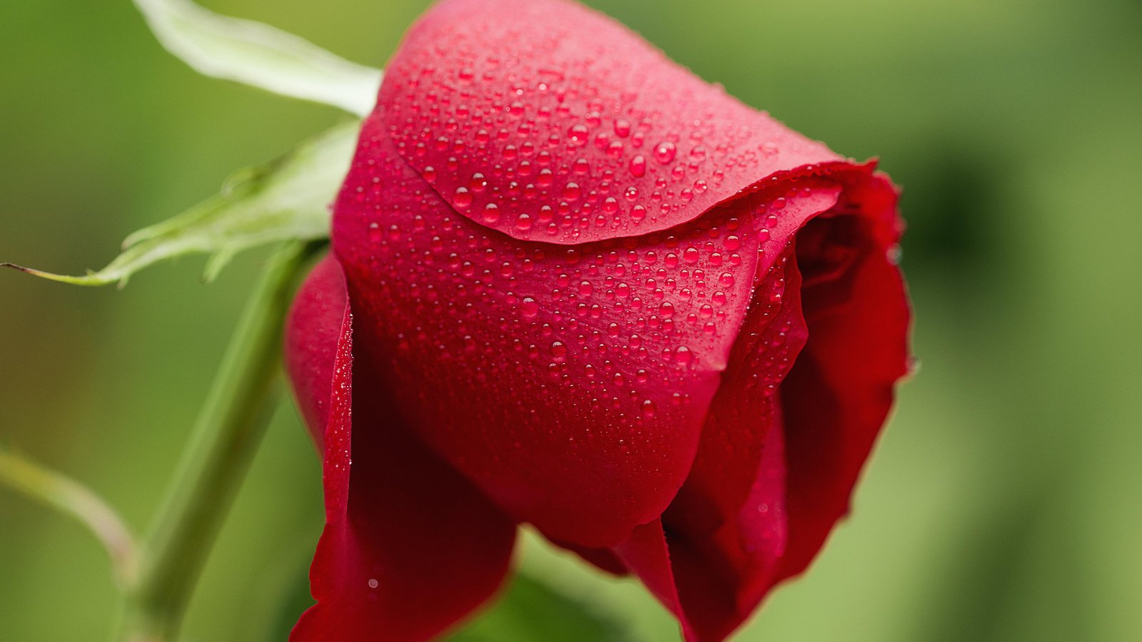 Обои цветок, роса, капли, роза, лепестки, красная, бутон, flower, rosa, drops, rose, petals, red, bud разрешение 2048x1365 Загрузить