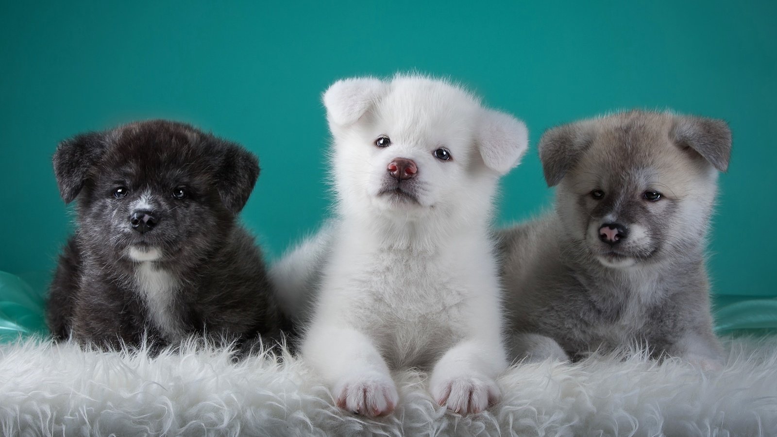 Обои щенки, собаки, трио, японская акита, puppies, dogs, trio, japanese akita разрешение 3000x1864 Загрузить