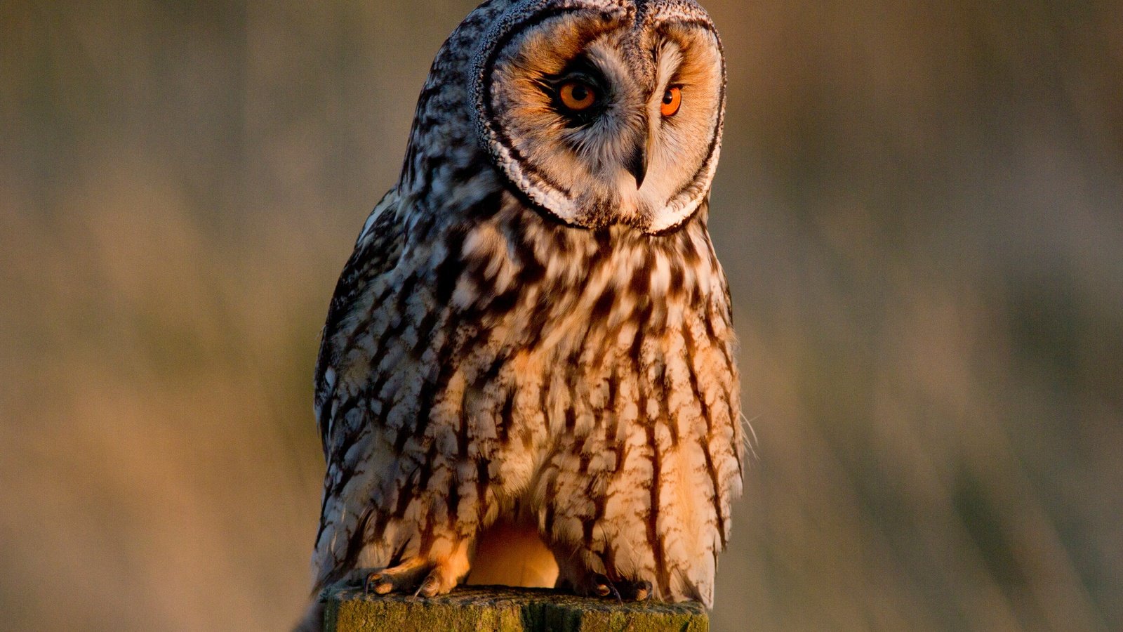 Обои сова, птица, ушастая сова, owl, bird, long-eared owl разрешение 4344x3072 Загрузить