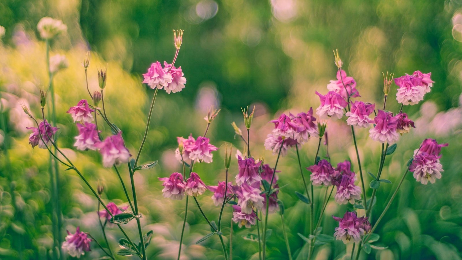 Обои цветы, бутоны, листья, стебли, боке, водосбор, flowers, buds, leaves, stems, bokeh, the catchment разрешение 2048x1365 Загрузить