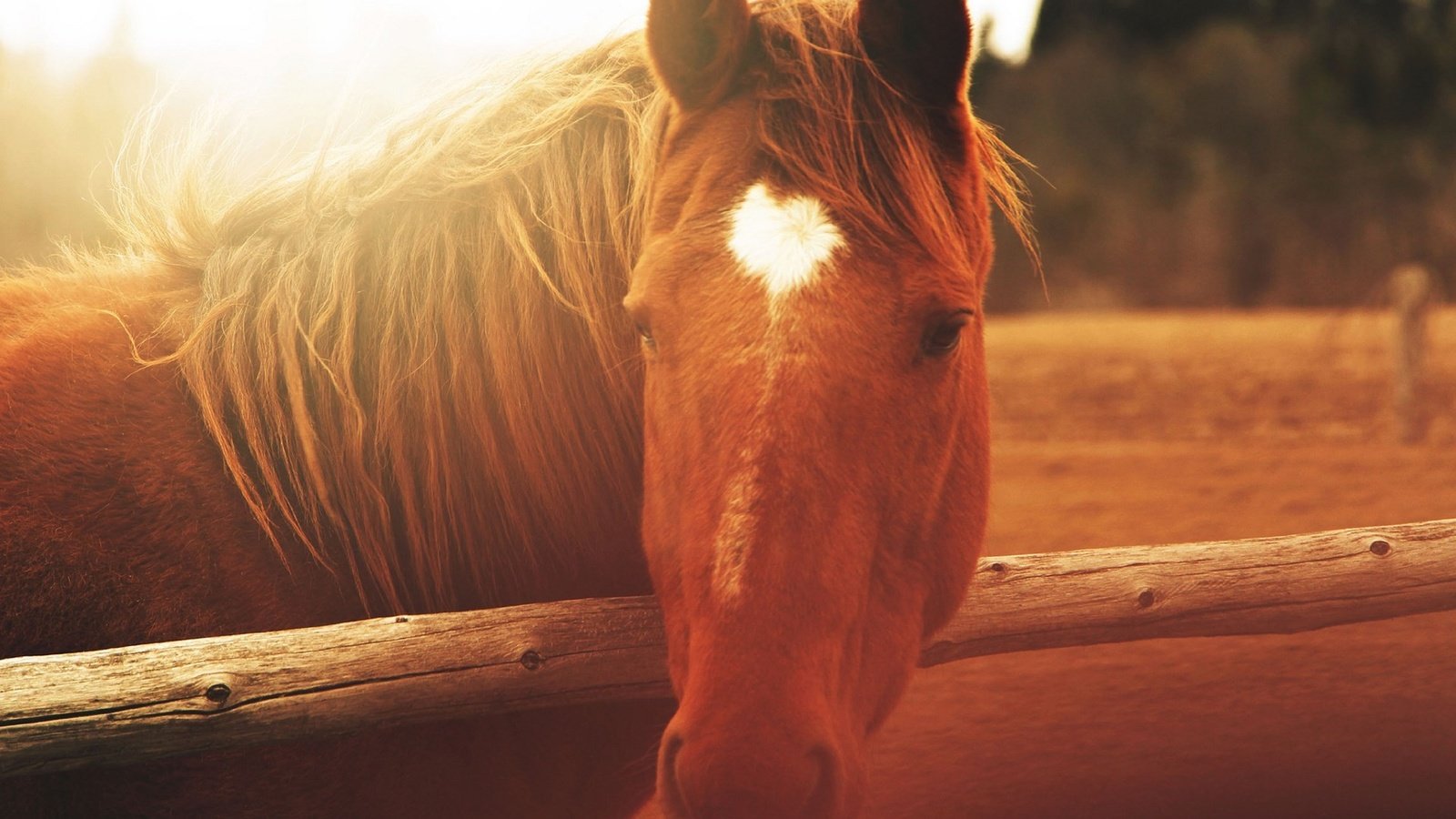 Обои лошадь, природа, забор, солнечный свет, horse, nature, the fence, sunlight разрешение 1920x1200 Загрузить