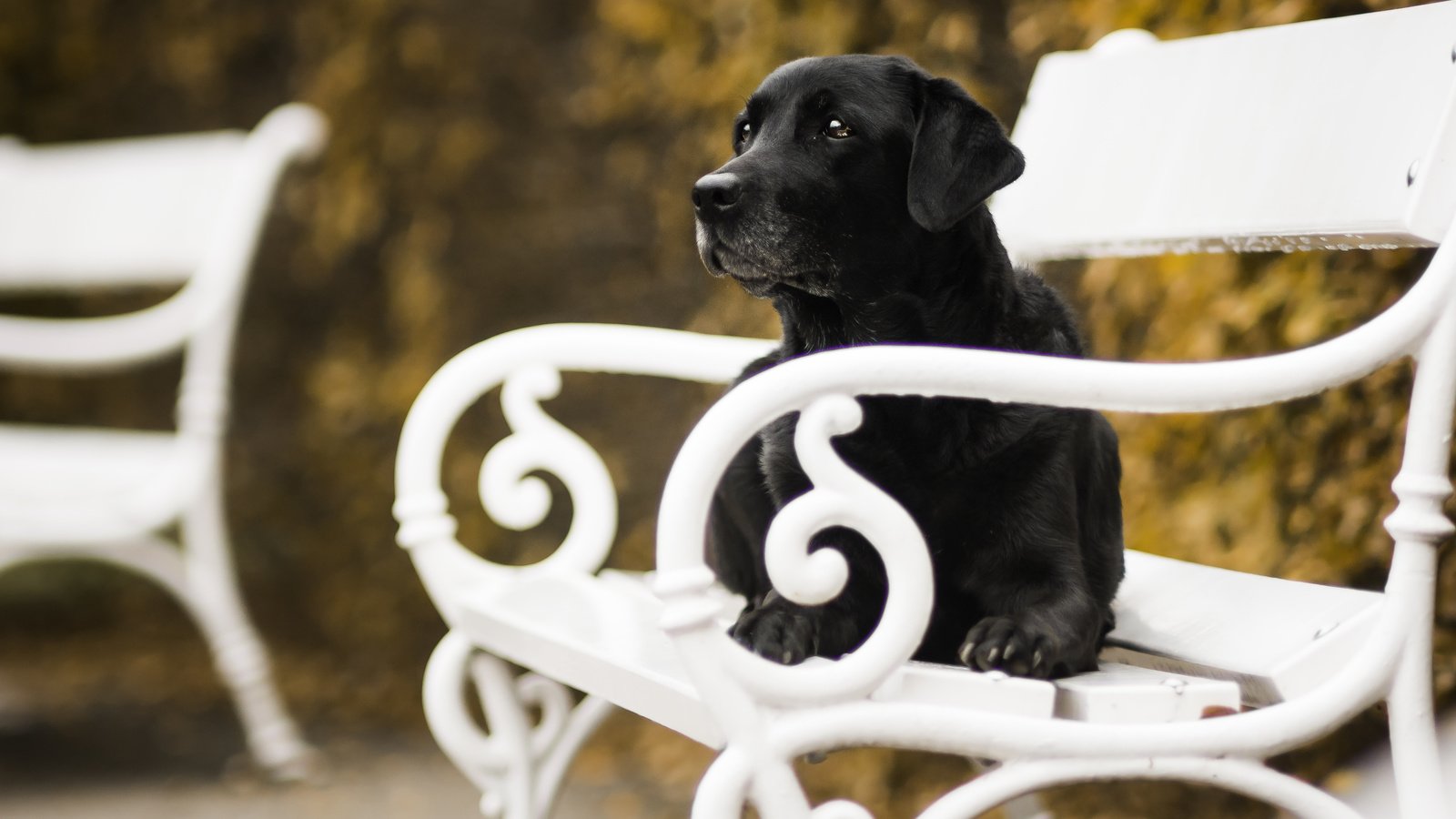 Обои осень, собака, скамейка, autumn, dog, bench разрешение 5049x3366 Загрузить