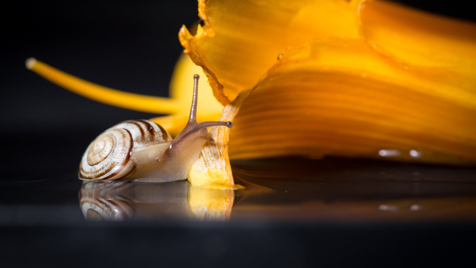 Обои макро, цветок, улитка, macro, flower, snail разрешение 2736x1826 Загрузить