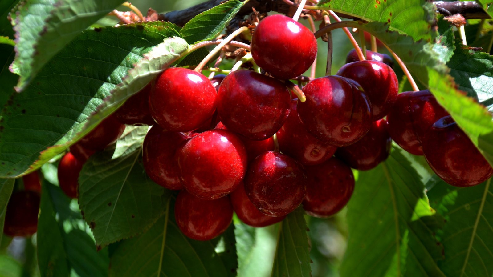 Обои дерево, листья, ветки, черешня, ягоды, вишня, tree, leaves, branches, cherry, berries разрешение 2048x1365 Загрузить