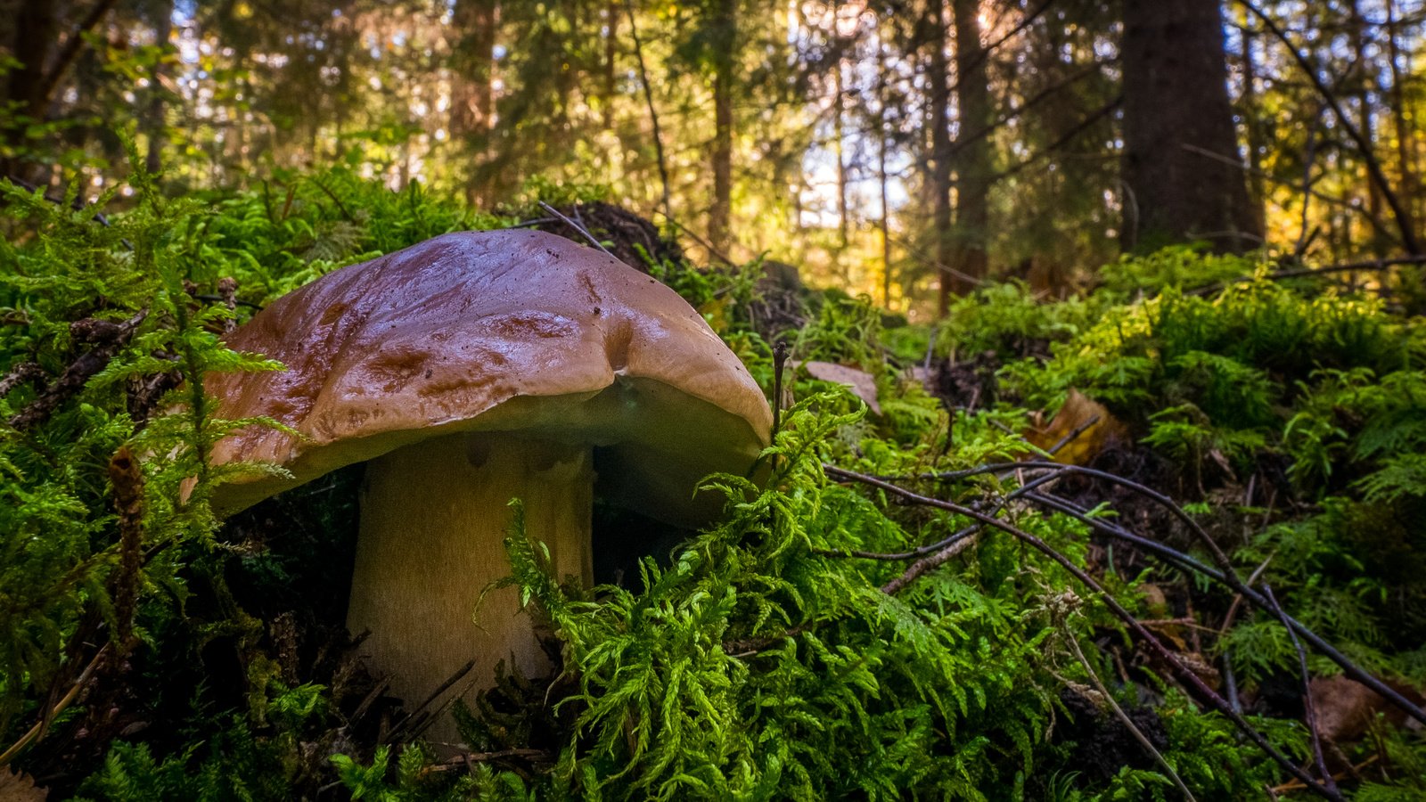 Обои деревья, природа, лес, гриб, мох, белый гриб, trees, nature, forest, mushroom, moss, white mushroom разрешение 3340x2221 Загрузить