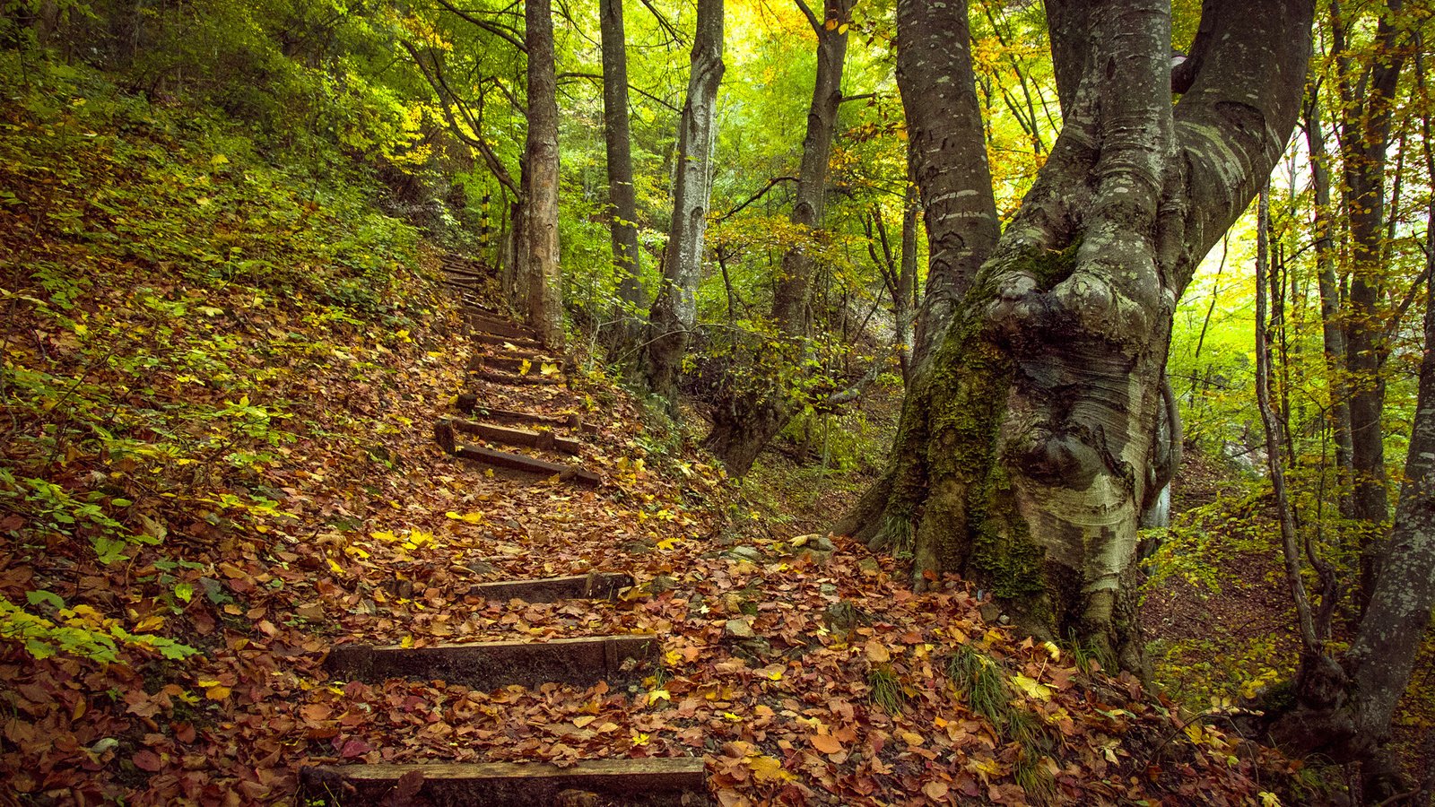 Обои деревья, лес, пейзаж, осень, холм, ступени, trees, forest, landscape, autumn, hill, stage разрешение 2000x1334 Загрузить