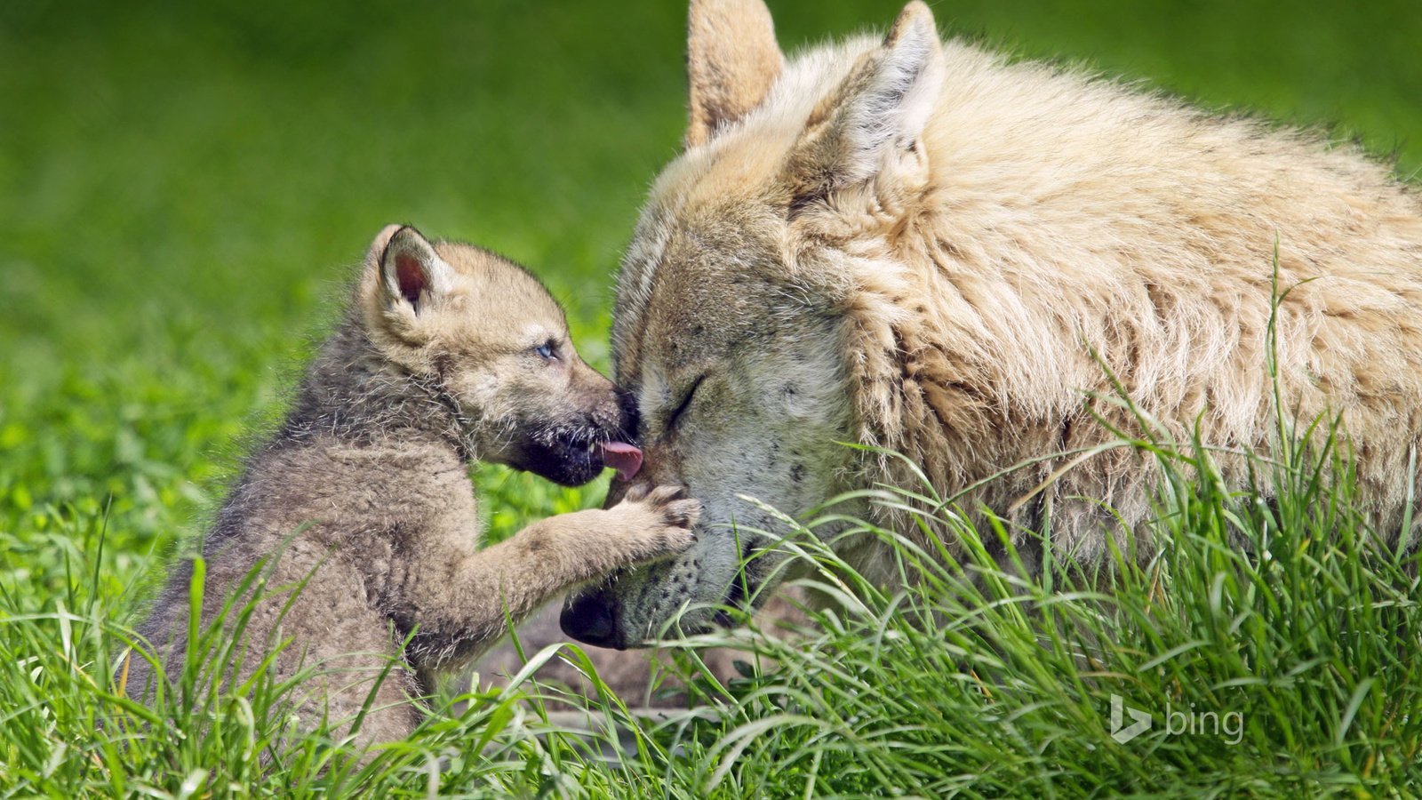 Обои трава, природа, волки, волчица, волчонок, grass, nature, wolves, wolf, the cub разрешение 1920x1200 Загрузить