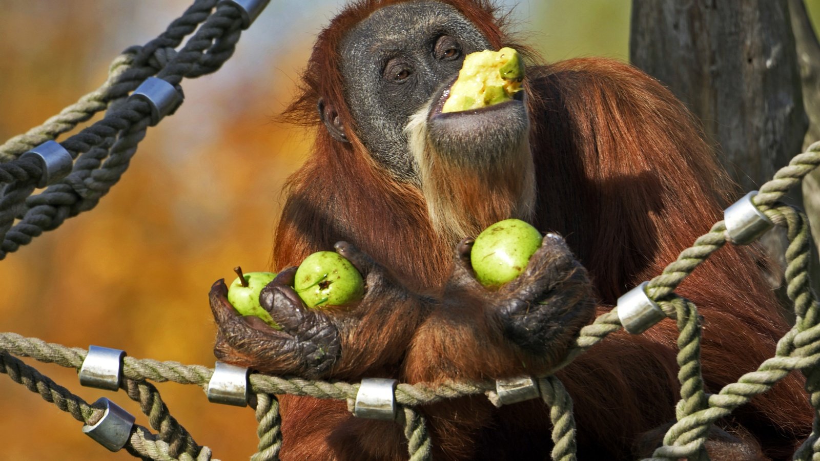 Обои гамак, обезьяна, груши, орангутан, hammock, monkey, pear, orangutan разрешение 2880x1920 Загрузить