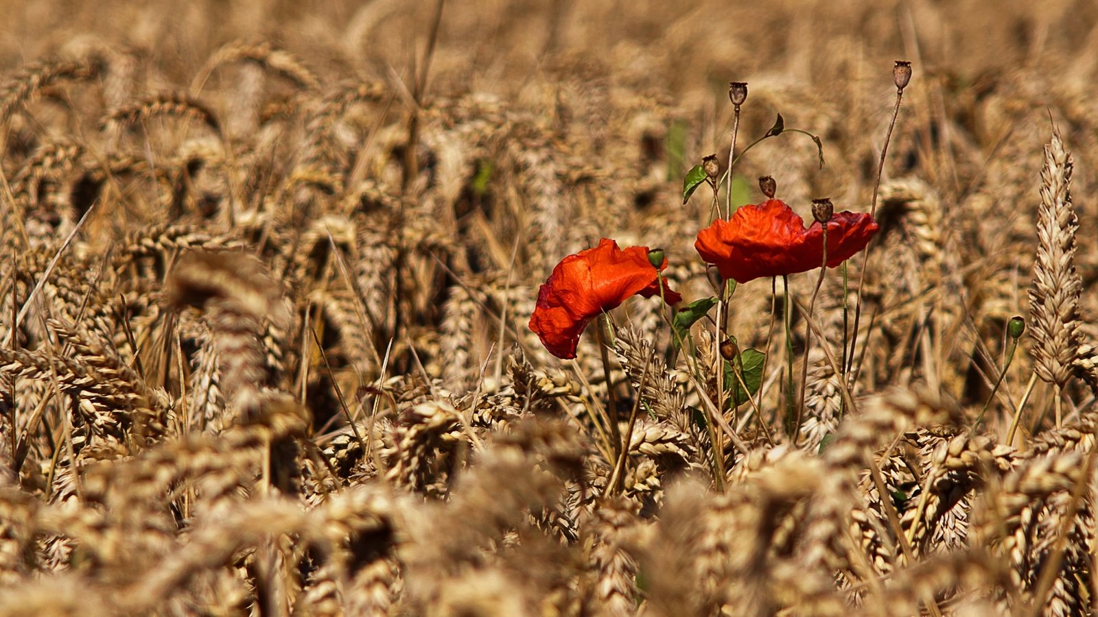 Обои цветы, природа, поле, осень, маки, колосья, пшеница, flowers, nature, field, autumn, maki, ears, wheat разрешение 2880x1920 Загрузить