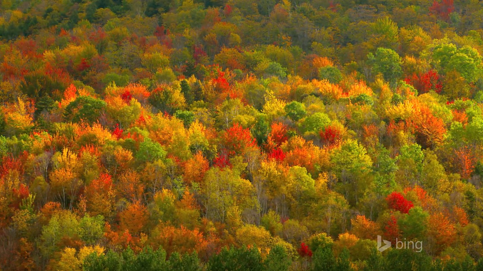 Обои деревья, цвета, лес, осень, trees, color, forest, autumn разрешение 1920x1200 Загрузить