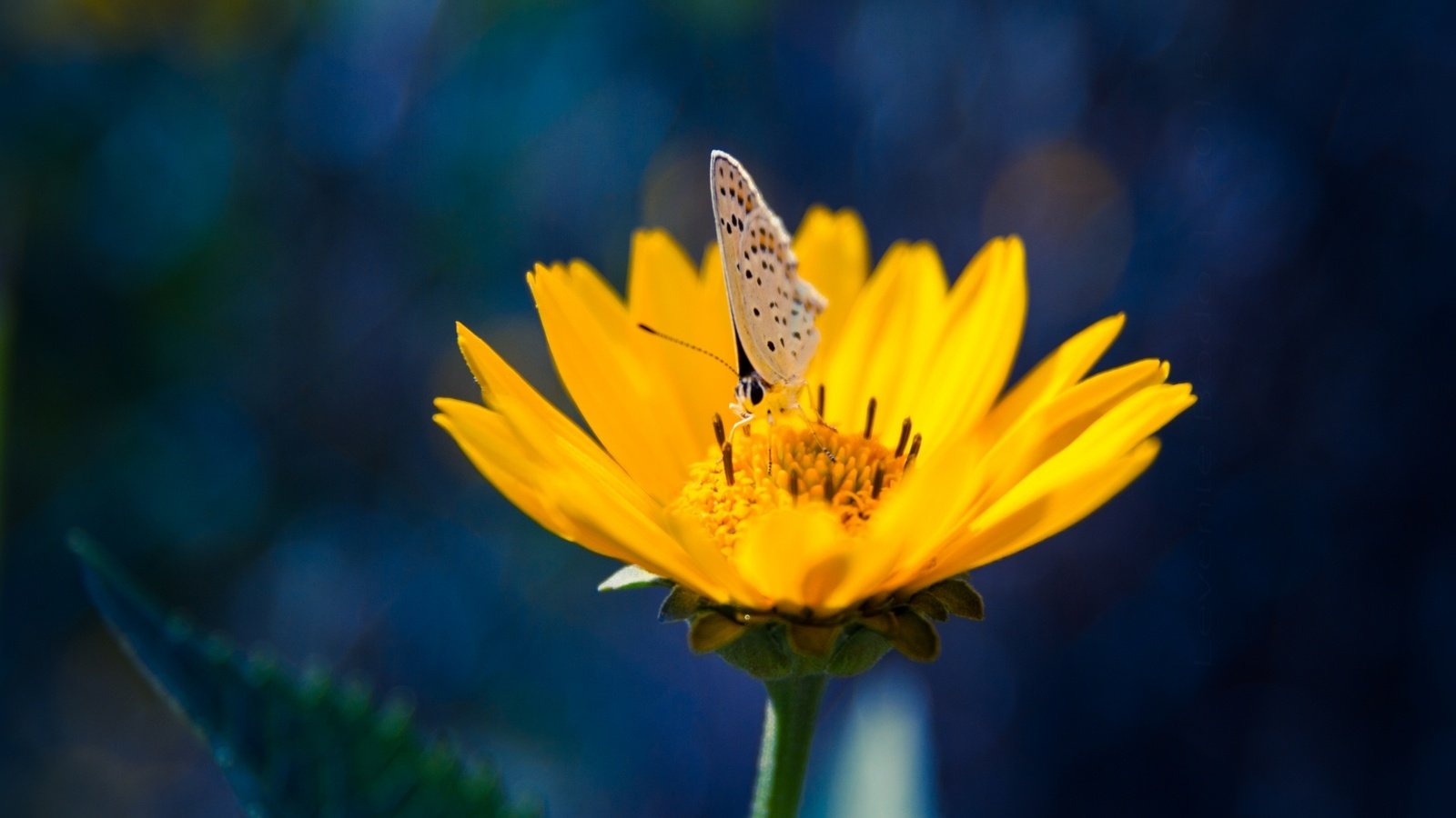 Обои желтый, насекомое, цветок, лепестки, бабочка, yellow, insect, flower, petals, butterfly разрешение 2000x1333 Загрузить