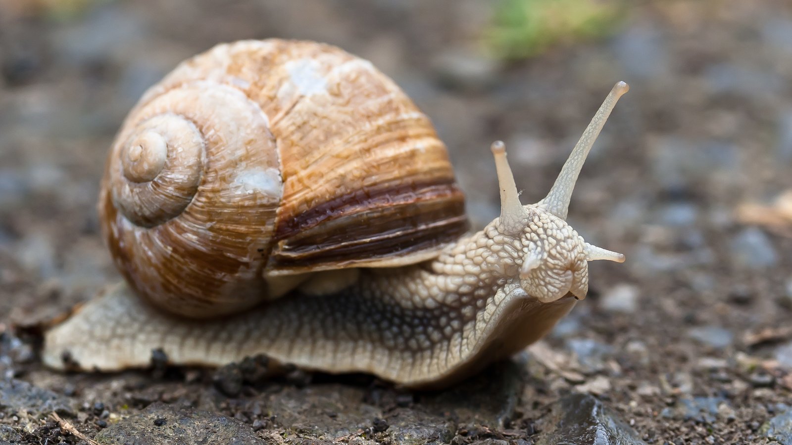 Обои макро, улитка, раковина, брюхоногий моллюск, macro, snail, sink разрешение 3364x2238 Загрузить