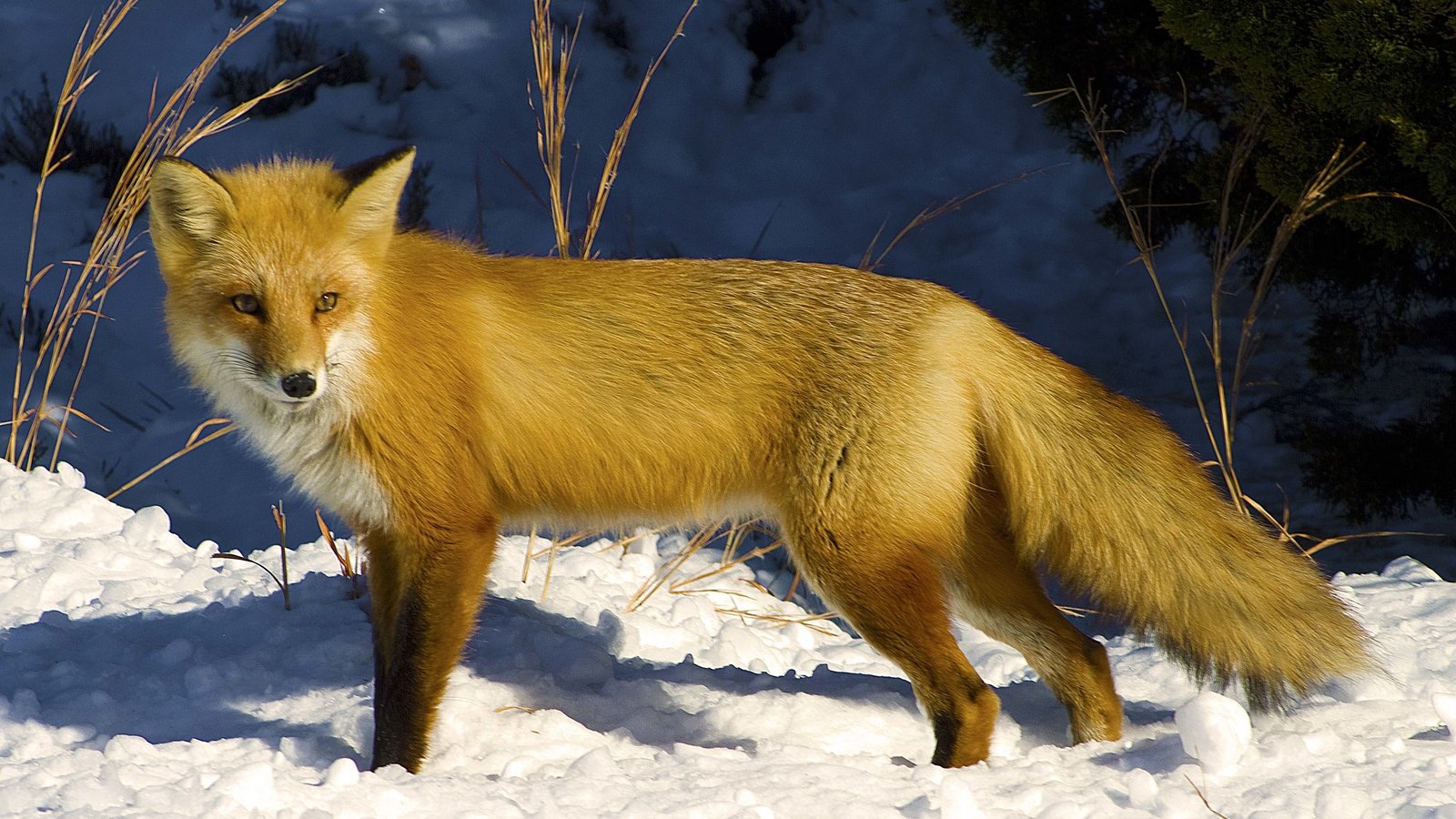 Обои снег, зима, взгляд, рыжая, лиса, лисица, snow, winter, look, red, fox разрешение 4314x2975 Загрузить