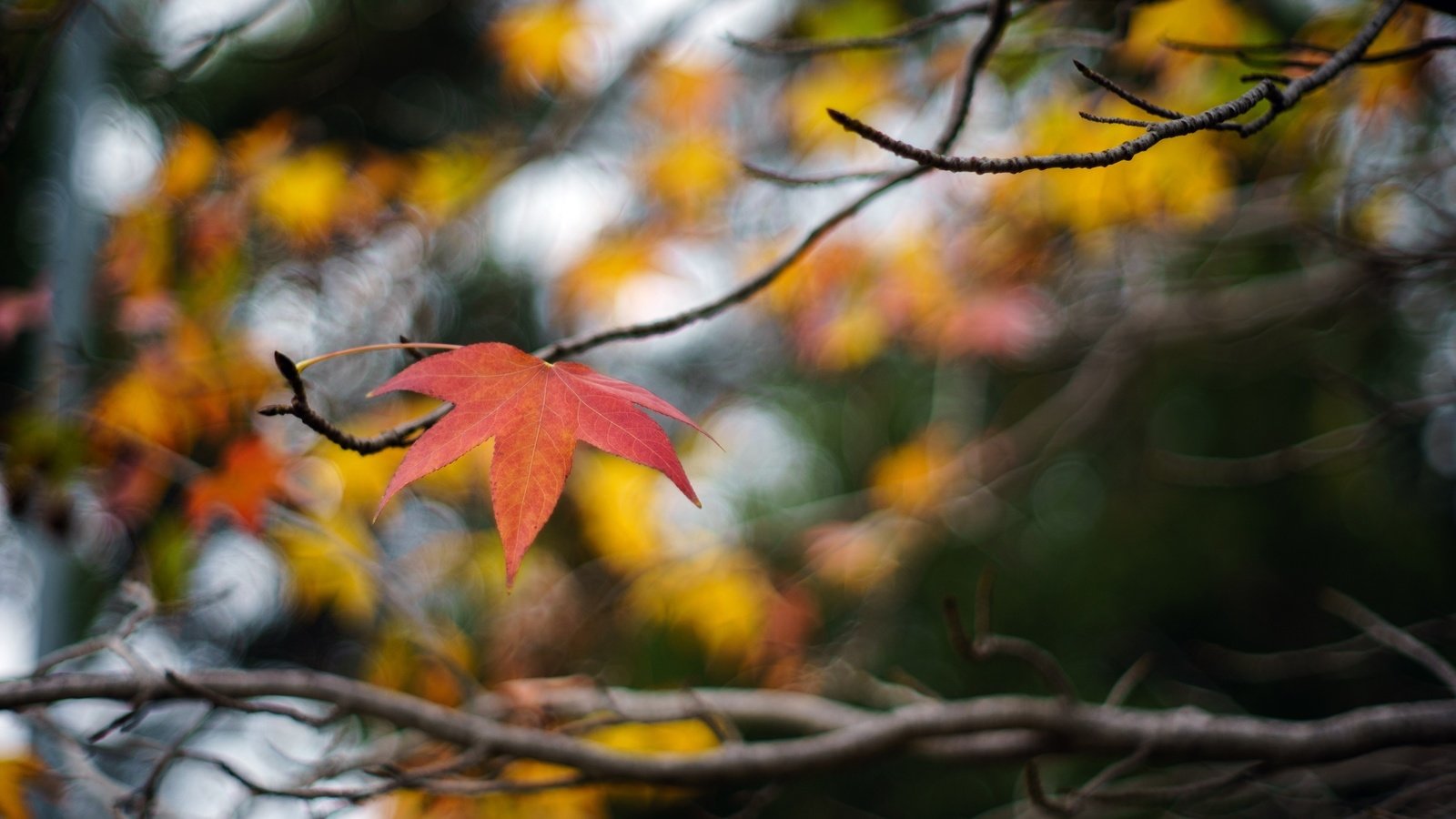 Обои макро, ветки, осень, лист, кленовый лист, боке, macro, branches, autumn, sheet, maple leaf, bokeh разрешение 3000x2000 Загрузить