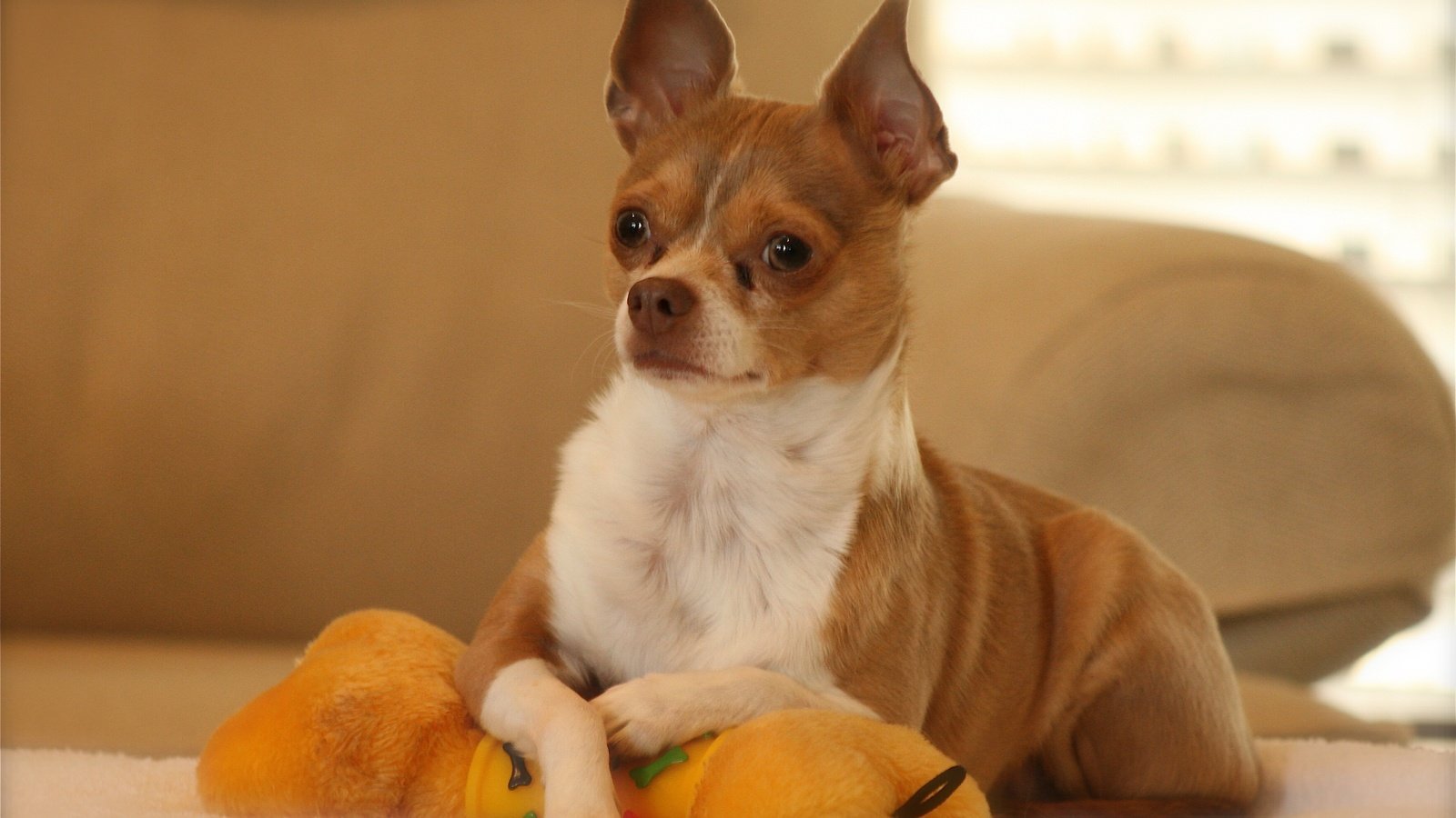 Обои собака, игрушка, позирование, чихуахуа, dog, toy, posing, chihuahua разрешение 3504x2336 Загрузить