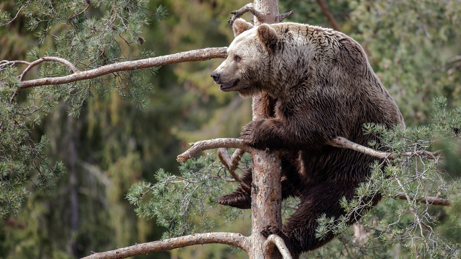 Обои лес, медведь, ель, косолапый, forest, bear, spruce, bruin разрешение 2560x1440 Загрузить