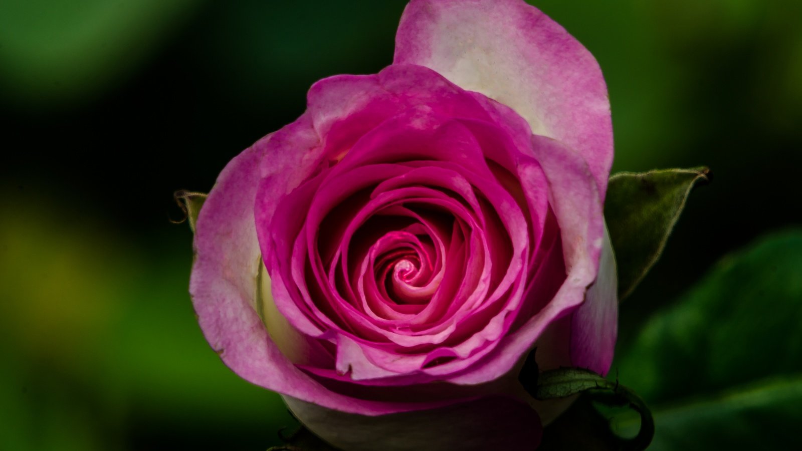 Обои макро, цветок, роза, бутон, macro, flower, rose, bud разрешение 3600x2384 Загрузить