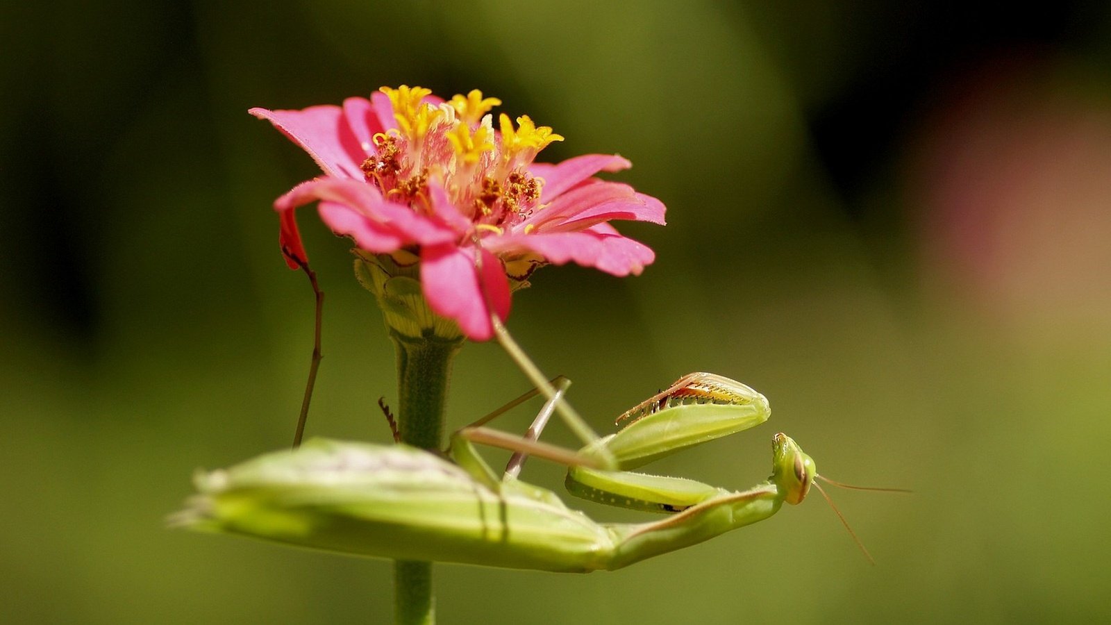 Обои насекомое, цветок, богомол, insect, flower, mantis разрешение 1920x1440 Загрузить