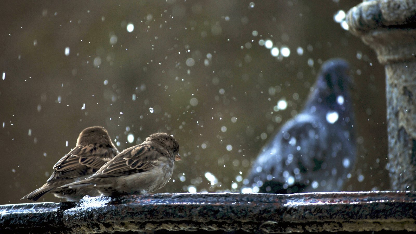 Обои снег, птицы, воробьи, snow, birds, sparrows разрешение 2880x1800 Загрузить
