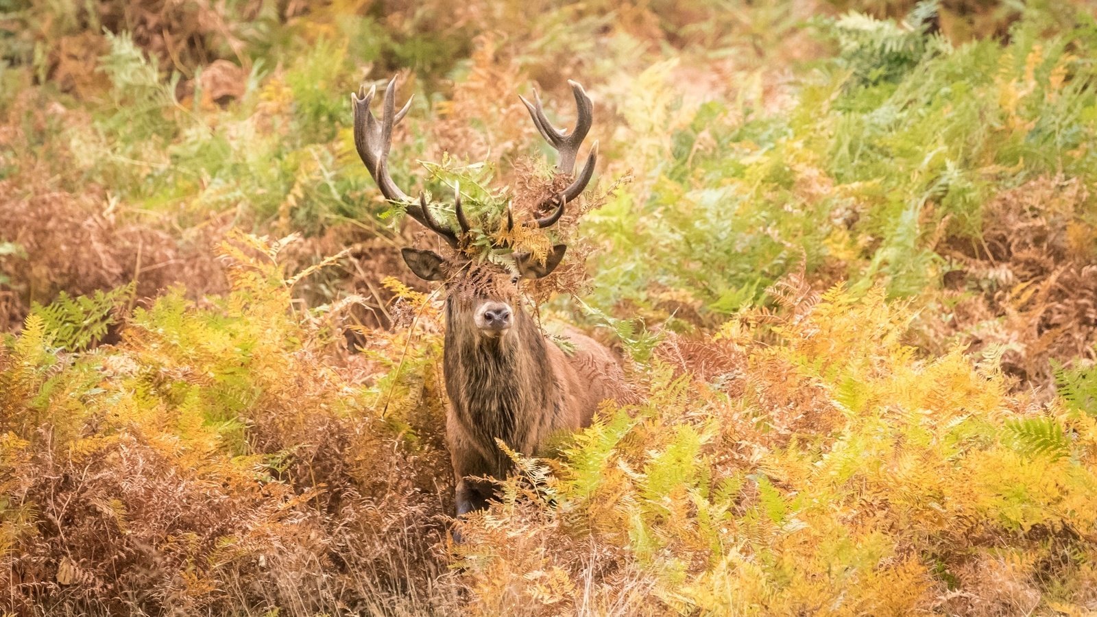 Обои олень, осень, рога, заросли, deer, autumn, horns, thickets разрешение 2000x1335 Загрузить