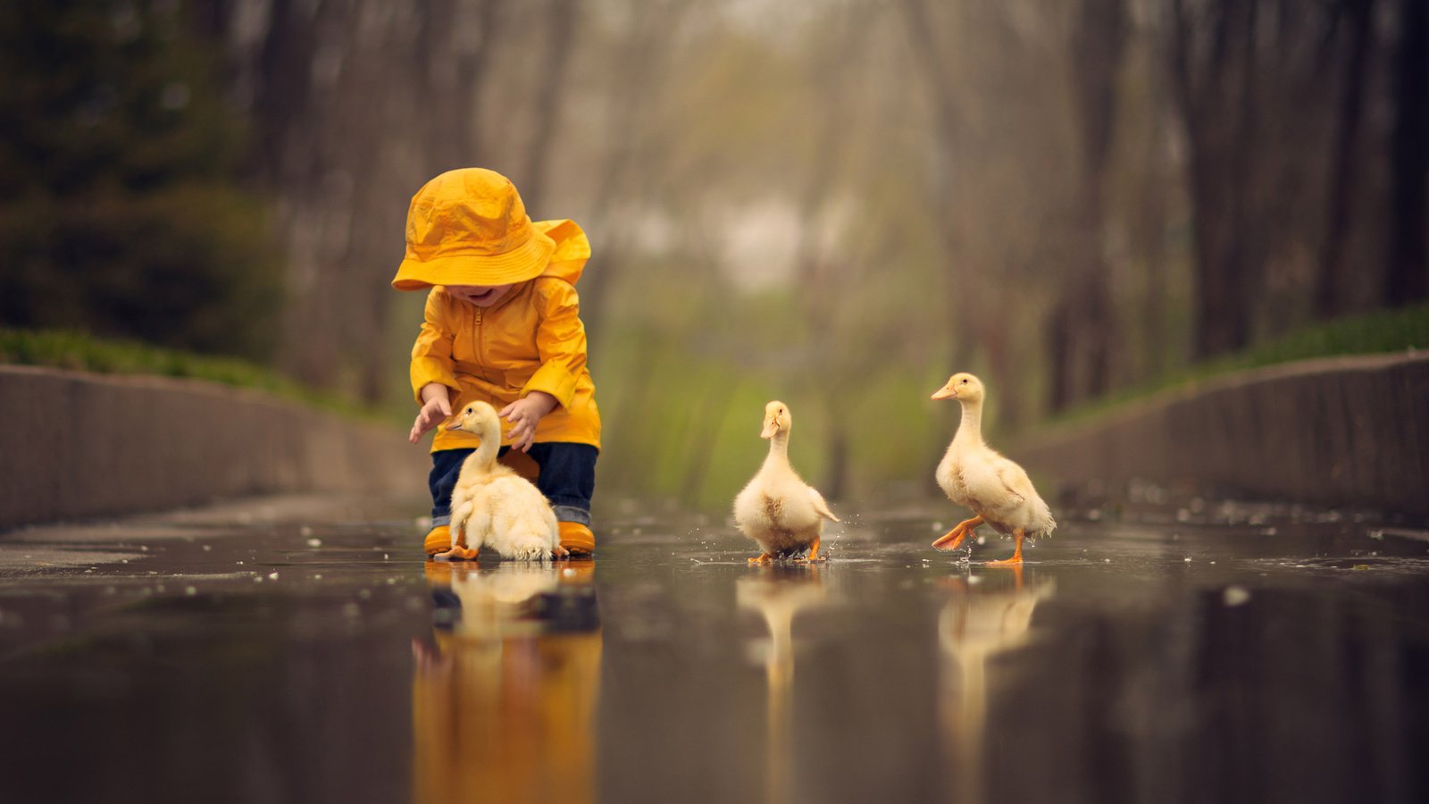 Обои вода, птицы, ребенок, малыш, лужа, птенцы, гусята, water, birds, child, baby, puddle, chicks, the goslings разрешение 2048x1348 Загрузить