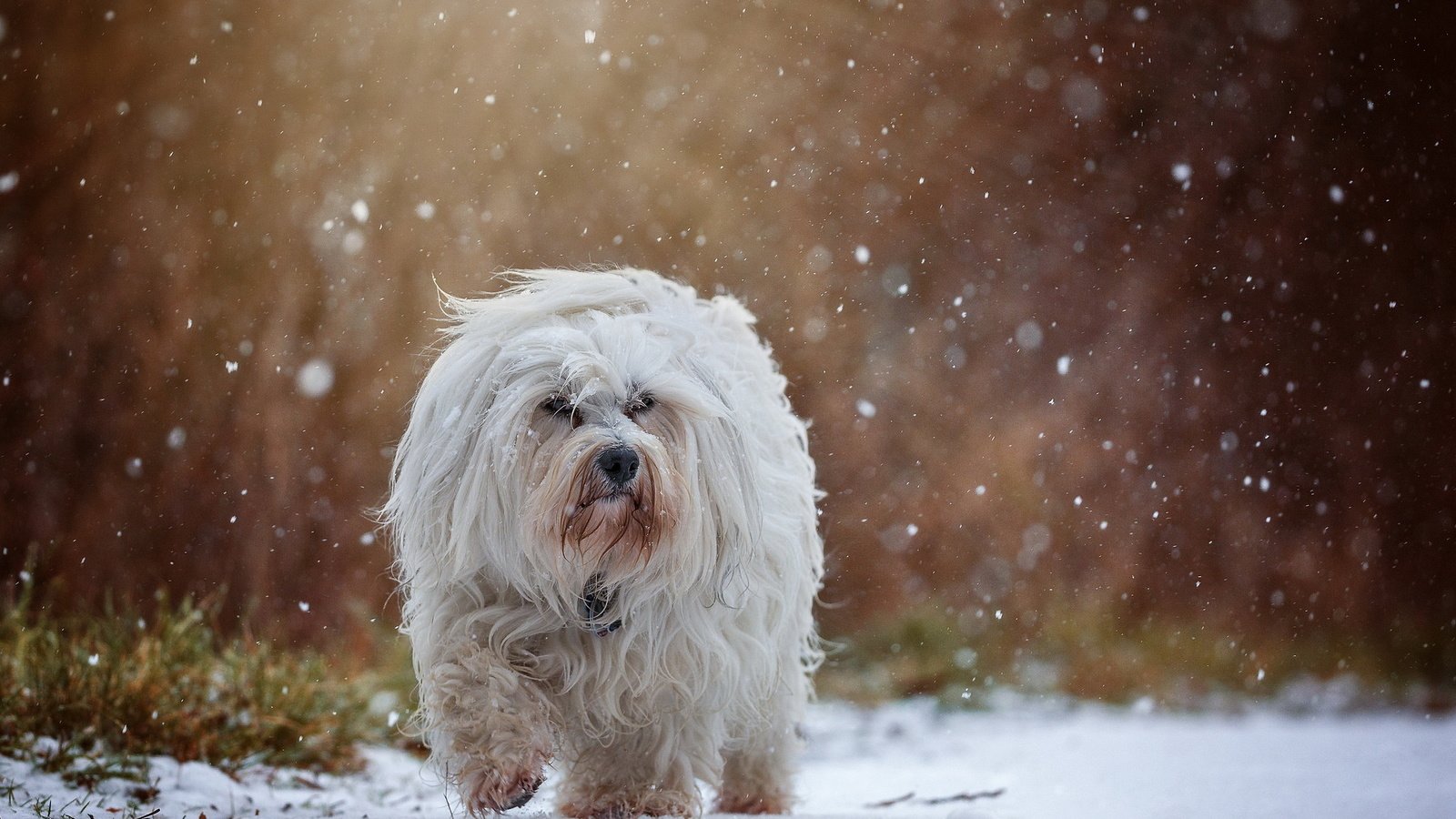 Обои снег, собака, гаванский бишон, бишон, snow, dog, the havanese, bichon разрешение 2047x1286 Загрузить