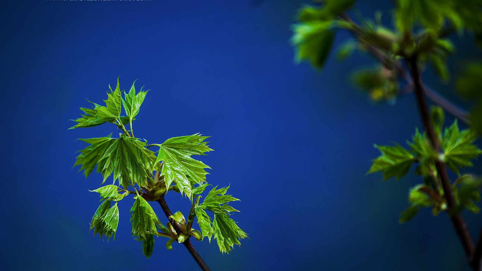 Обои ветка, природа, листья, макро, лето, зеленые, ralf bitzer, branch, nature, leaves, macro, summer, green разрешение 2048x1365 Загрузить