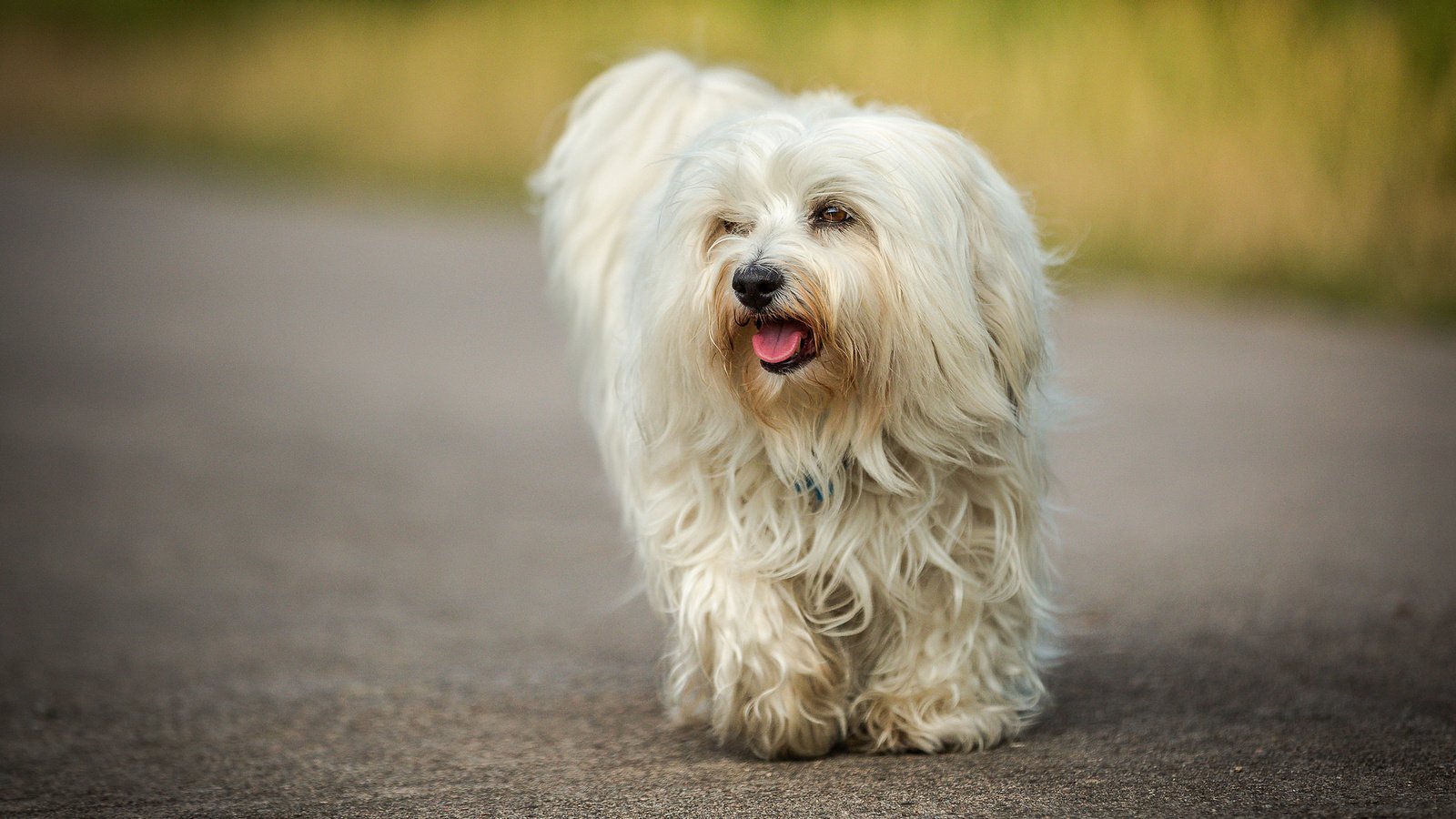 Обои собака, гаванский бишон, бишон, ralf bitzer, dog, the havanese, bichon разрешение 2048x1365 Загрузить