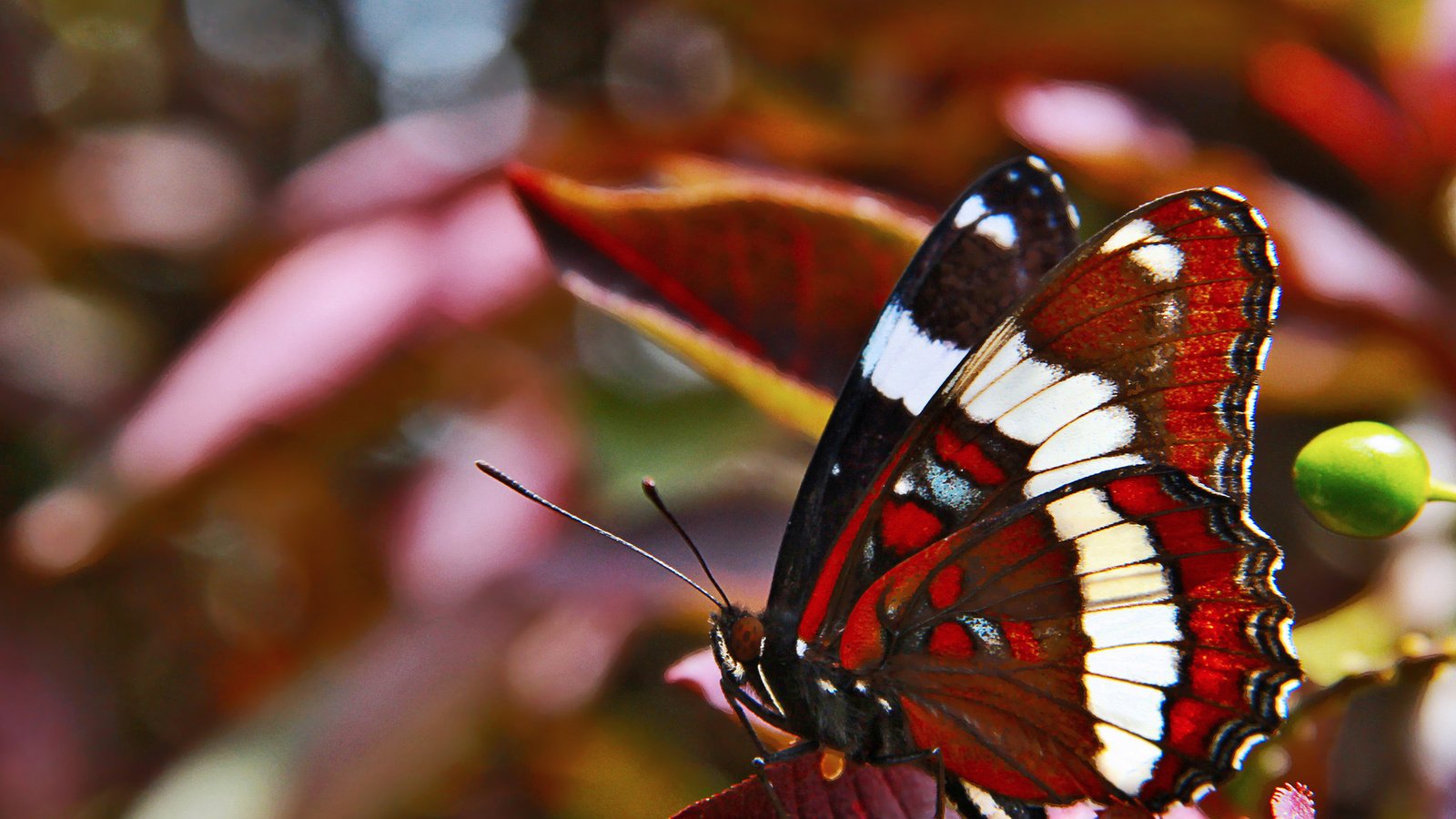 Обои бабочка, крылья, butterfly, wings разрешение 1920x1200 Загрузить