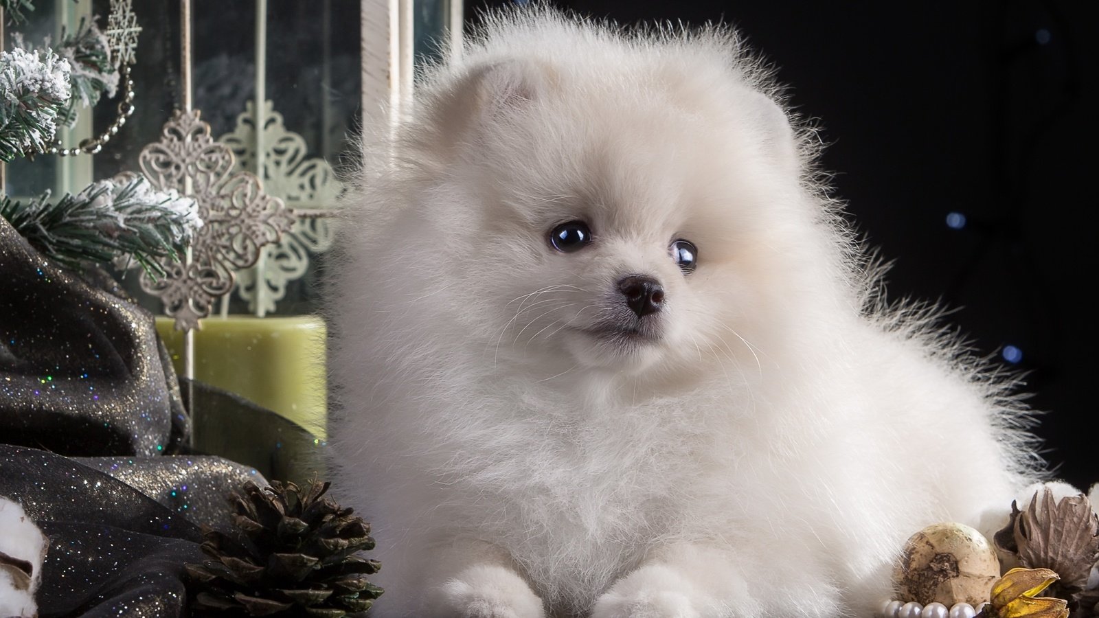 Обои новый год, елка, белый, щенок, игрушки, шпиц, new year, tree, white, puppy, toys, spitz разрешение 2700x1745 Загрузить