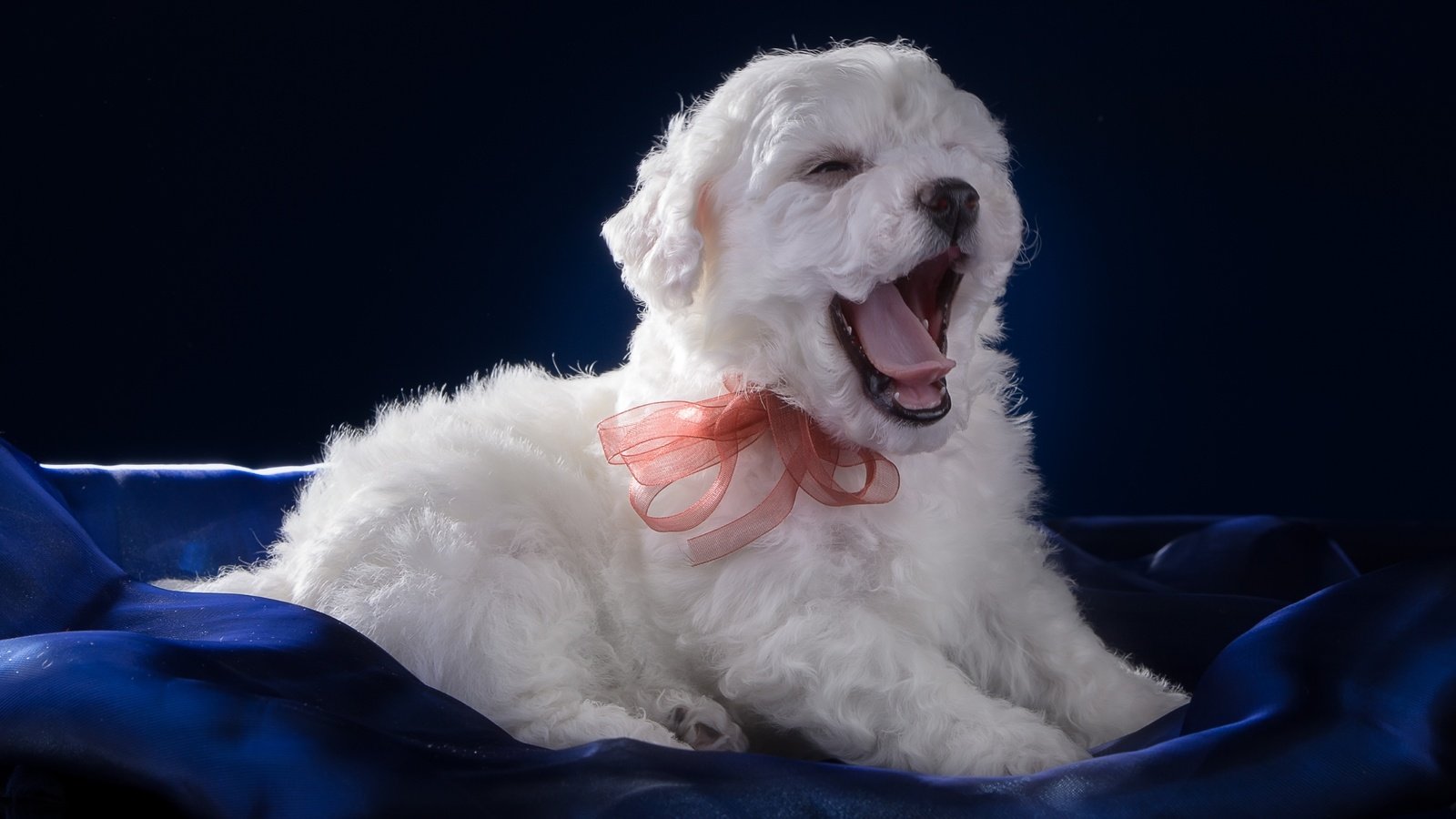 Обои белый, щенок, язык, зевает, бантик, бишон фризе, white, puppy, language, yawns, bow, bichon frise разрешение 3000x1838 Загрузить