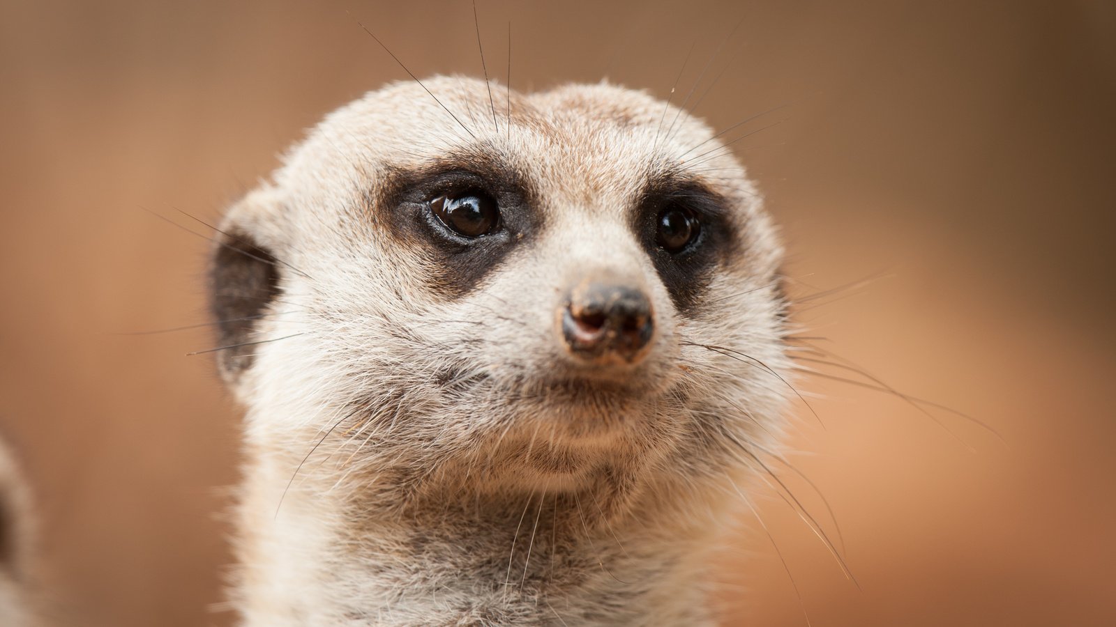 Обои морда, взгляд, сурикат, face, look, meerkat разрешение 3888x2592 Загрузить