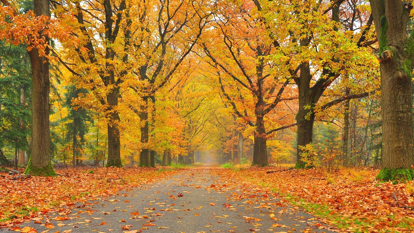 Обои дорога, деревья, пейзаж, парк, осень, осенние листья, road, trees, landscape, park, autumn, autumn leaves разрешение 2800x1824 Загрузить