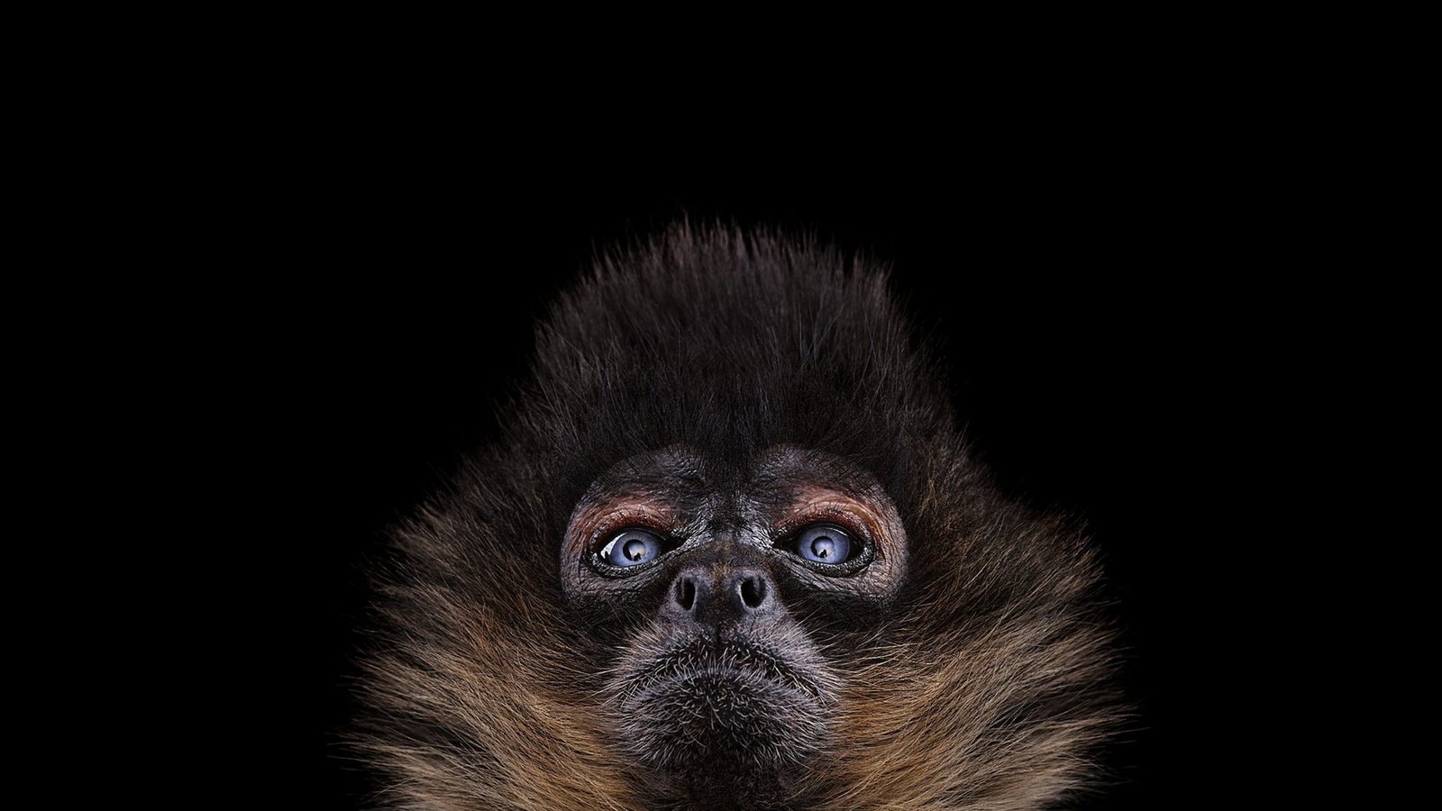 Обои фон, обезьяна, брэд уилсон, spidermonkey, background, monkey, brad wilson разрешение 1920x1288 Загрузить