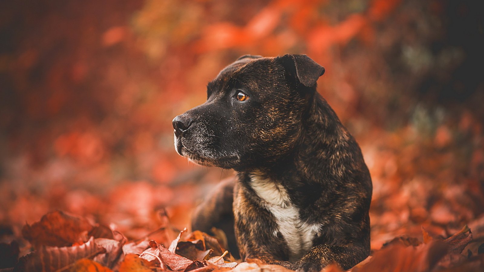 Обои листья, взгляд, осень, собака, друг, leaves, look, autumn, dog, each разрешение 1920x1148 Загрузить