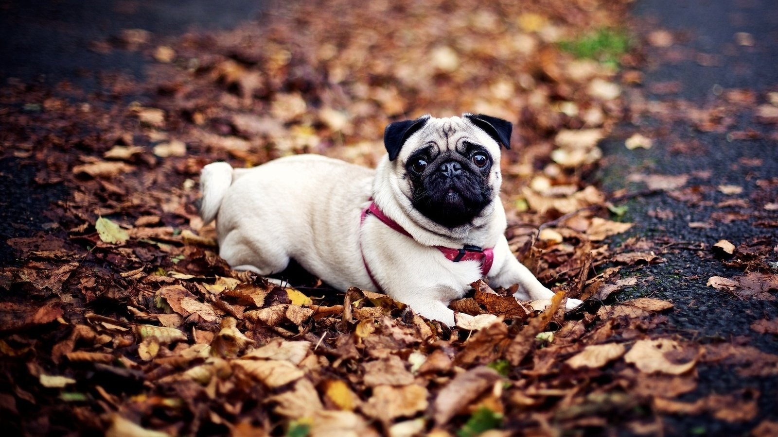Обои осень, собака, мопс, осенние листья, autumn, dog, pug, autumn leaves разрешение 1920x1200 Загрузить